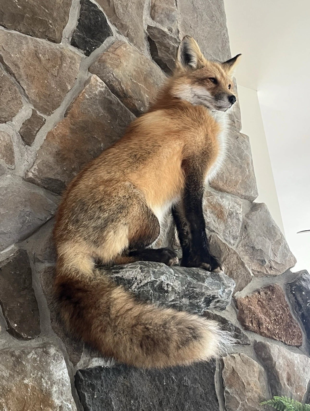 FHWA0705-Red Fox Taxidermy Full Body Mount Cabin Camp Man Cave