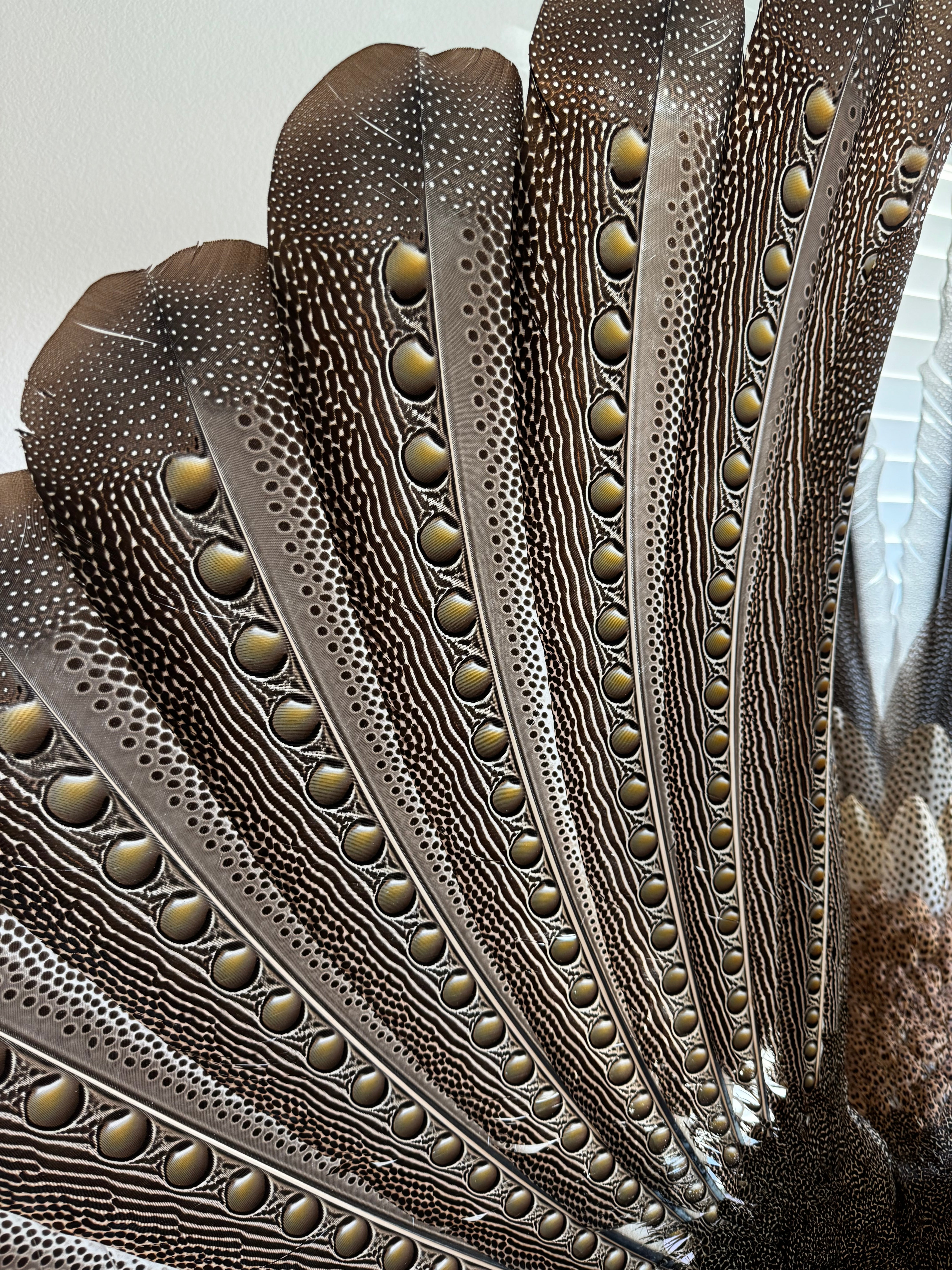 FHKY2 - Museum Quality Male Argus pheasant taxidermy mount