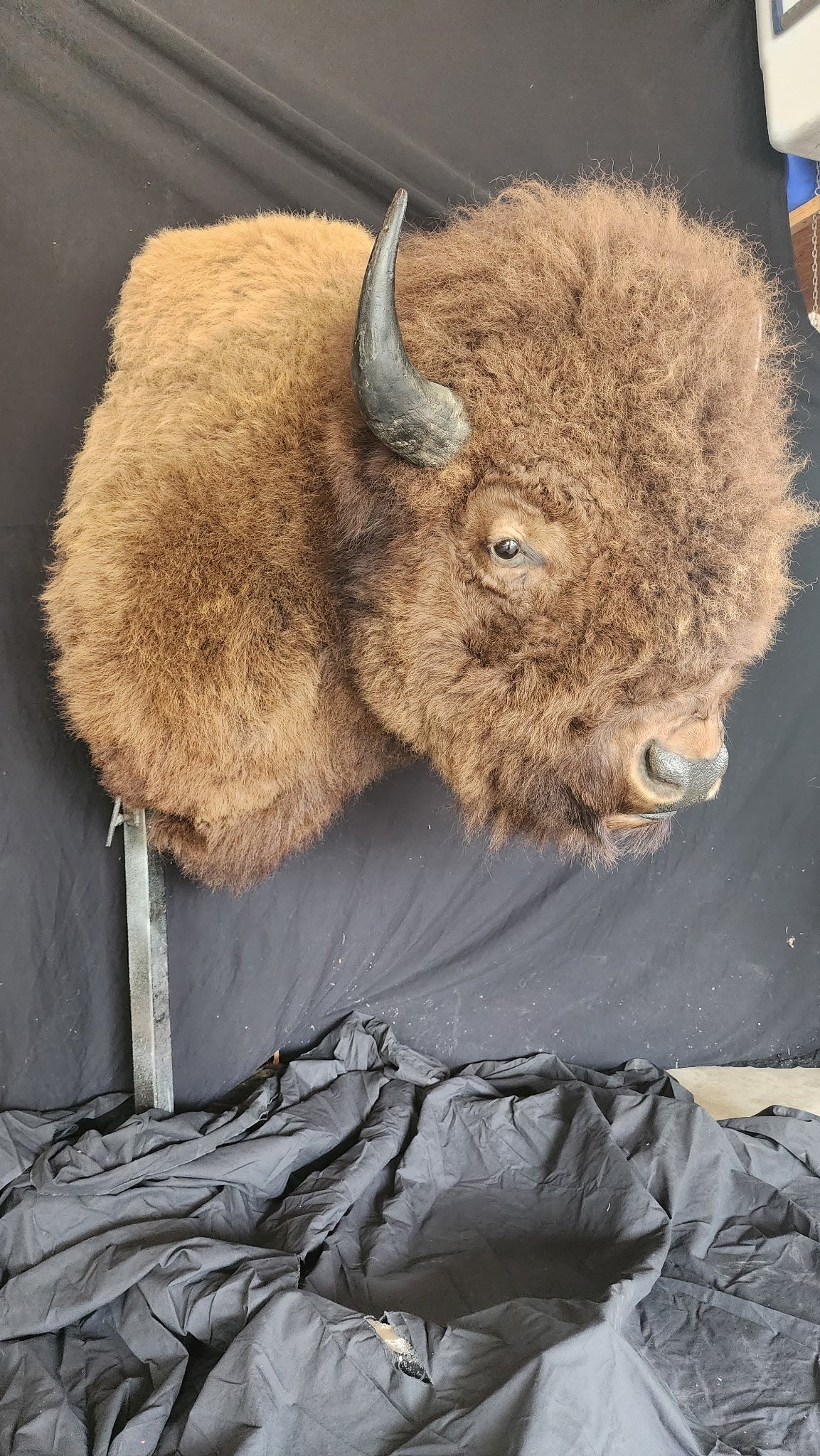 FHBRAD1 - XL Buffalo Taxidermy Shoulder mount Bull