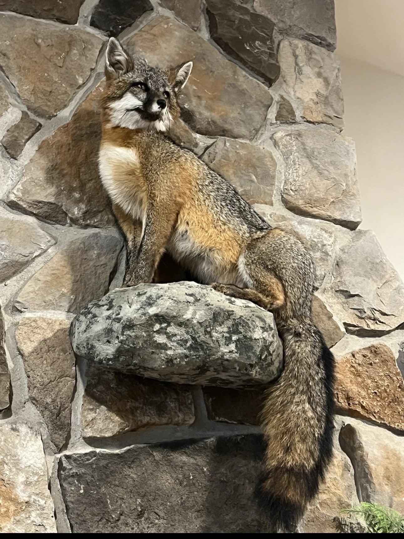 FHWA0824-Grey Fox Taxidermy Full Body Mount Cabin Camp Man Cave