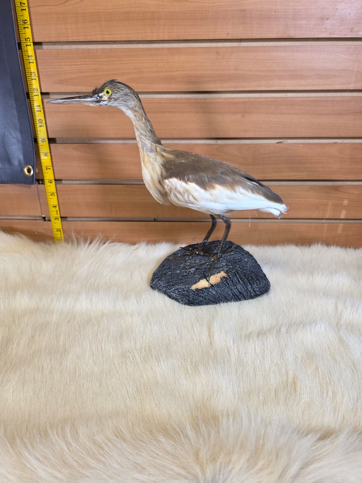 JF1 - Squacco Heron taxidermy mount