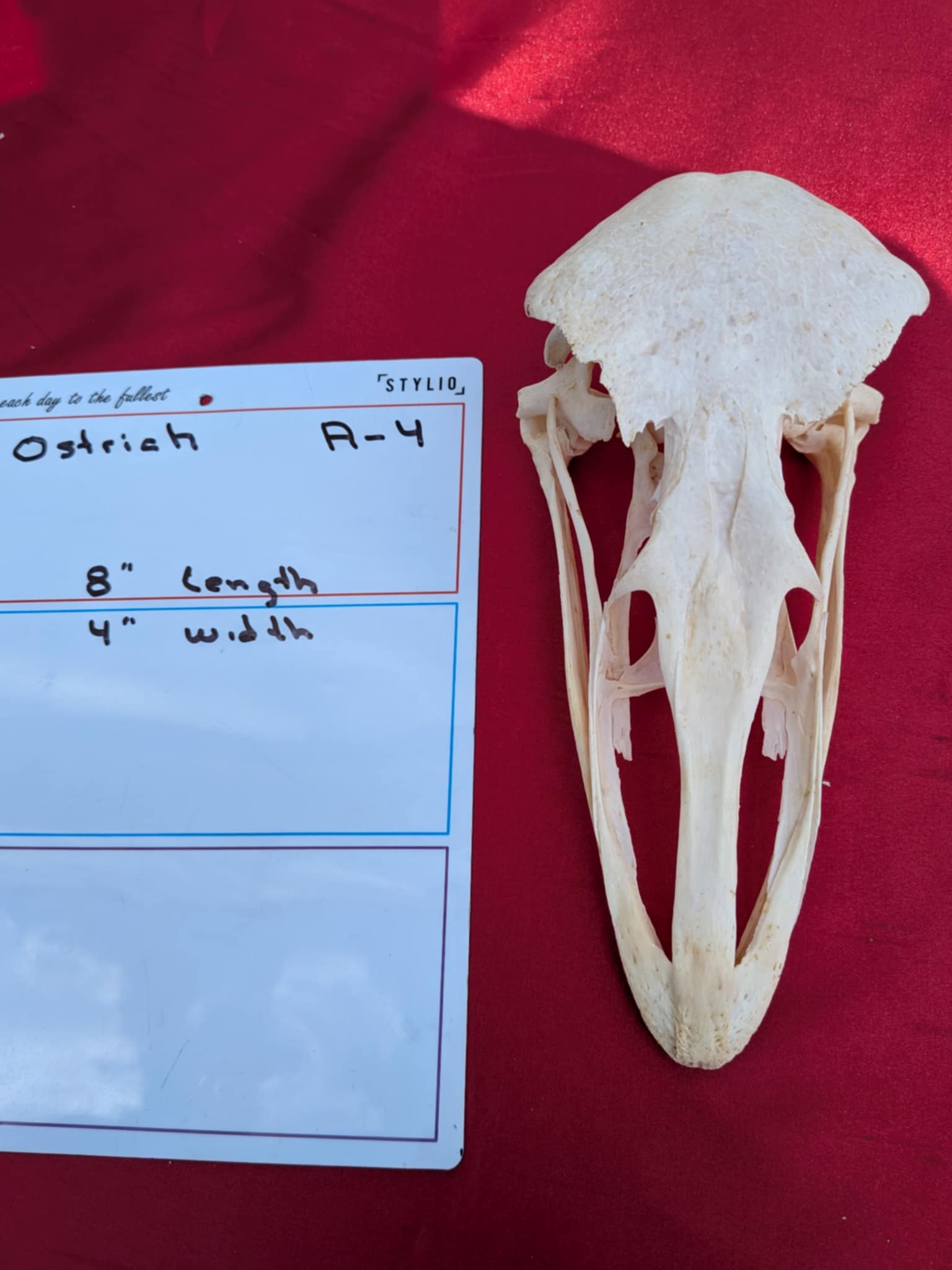 FHPATR4 - ostrich real skull taxidermy mount