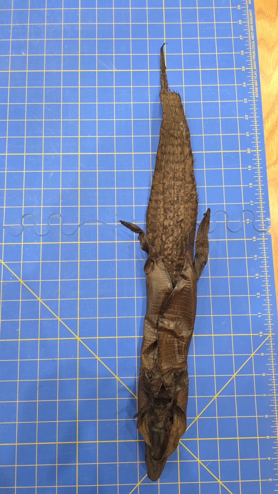 JVN3 - Dyed Alligator Skin Pelt Leather