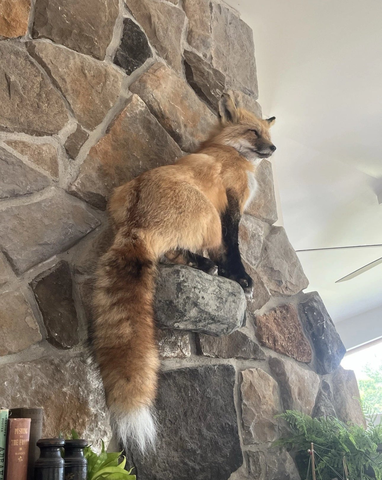 FHWA0802 - Red Fox Taxidermy Full Body Mount