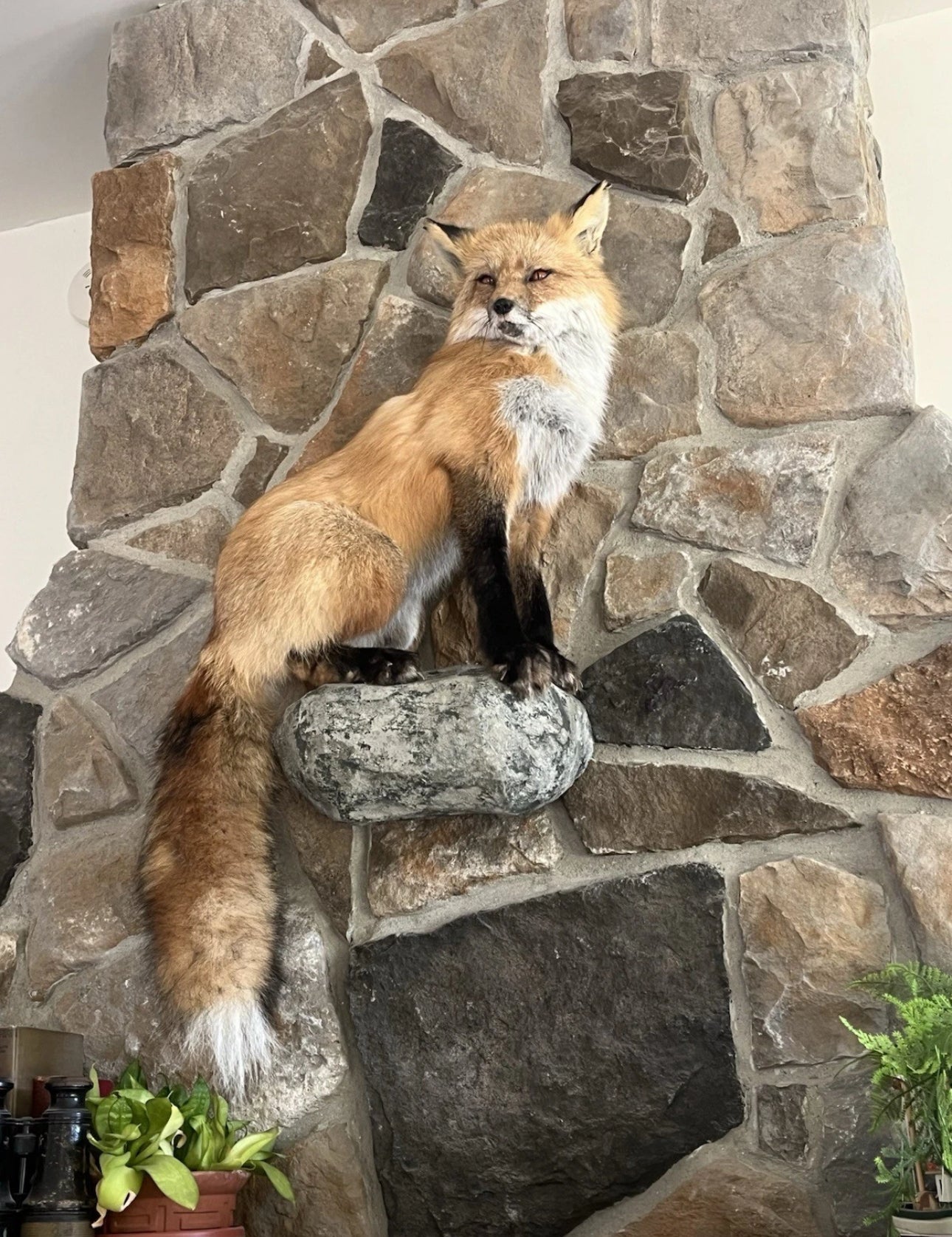 FHWA0802 - Red Fox Taxidermy Full Body Mount