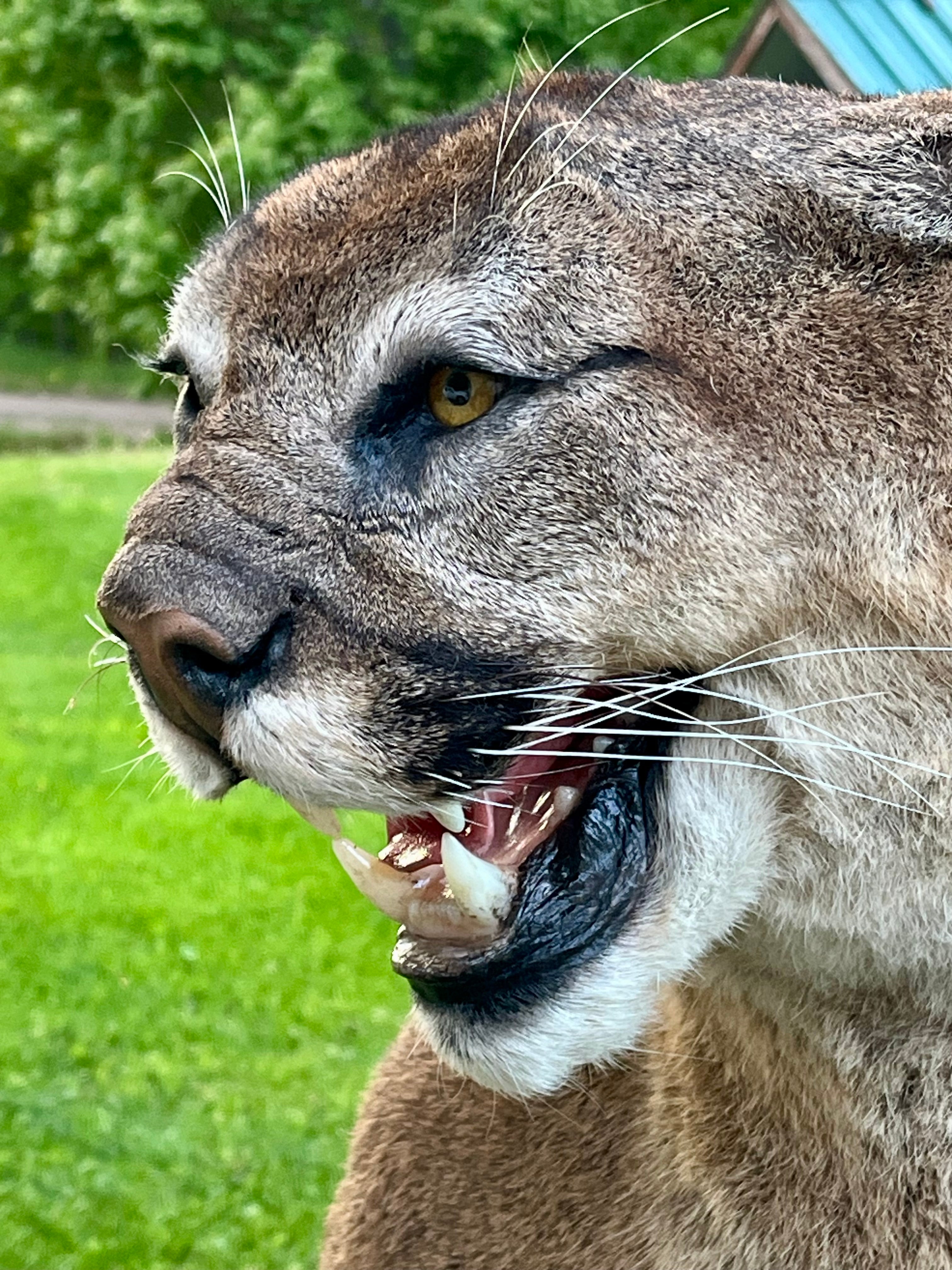 FHWL133 - massive Cougar aggressive Lifesize Taxidermy Mount