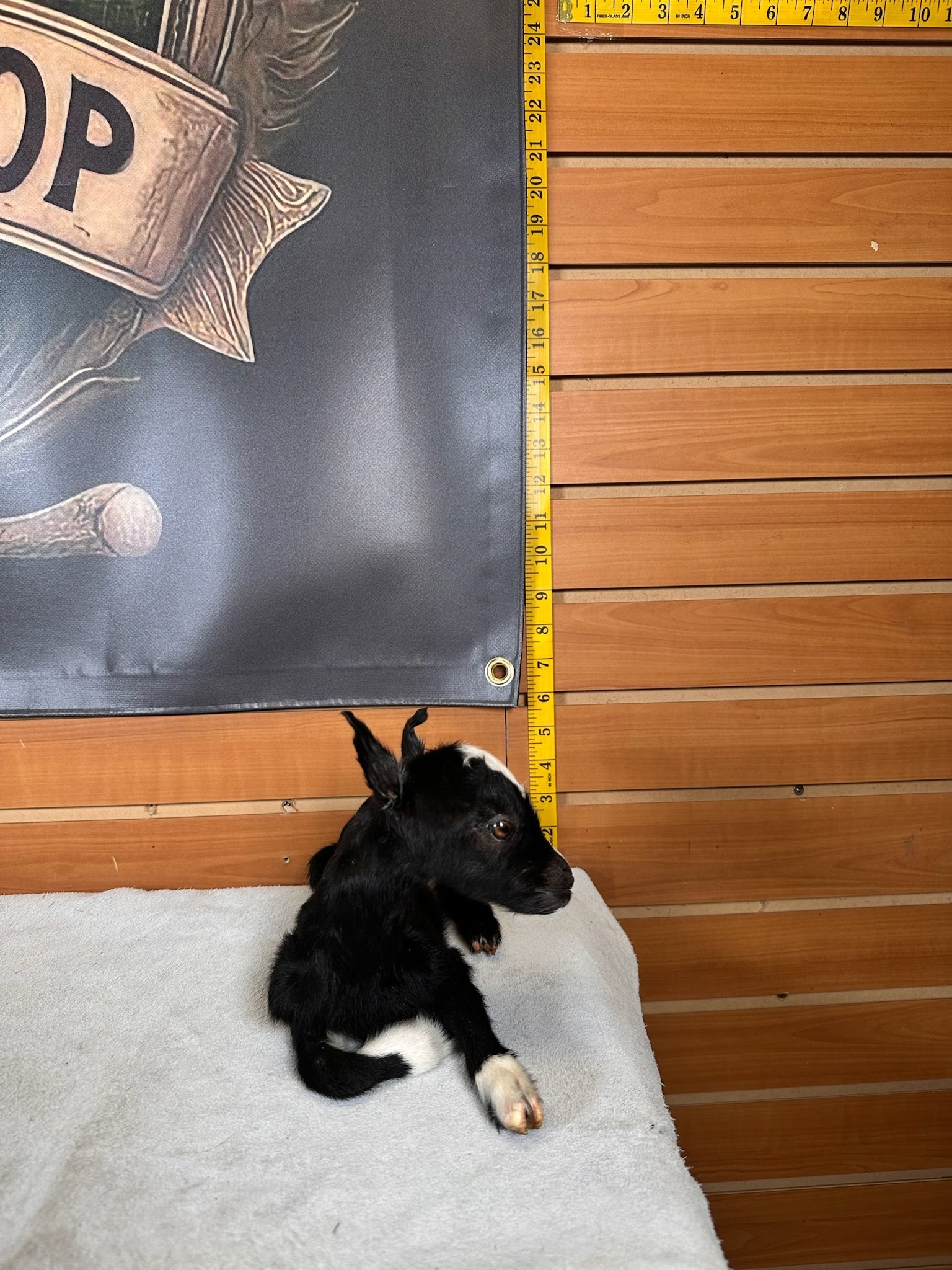 FHGOAT6- Baby goat tiny taxidermy mount free standing
