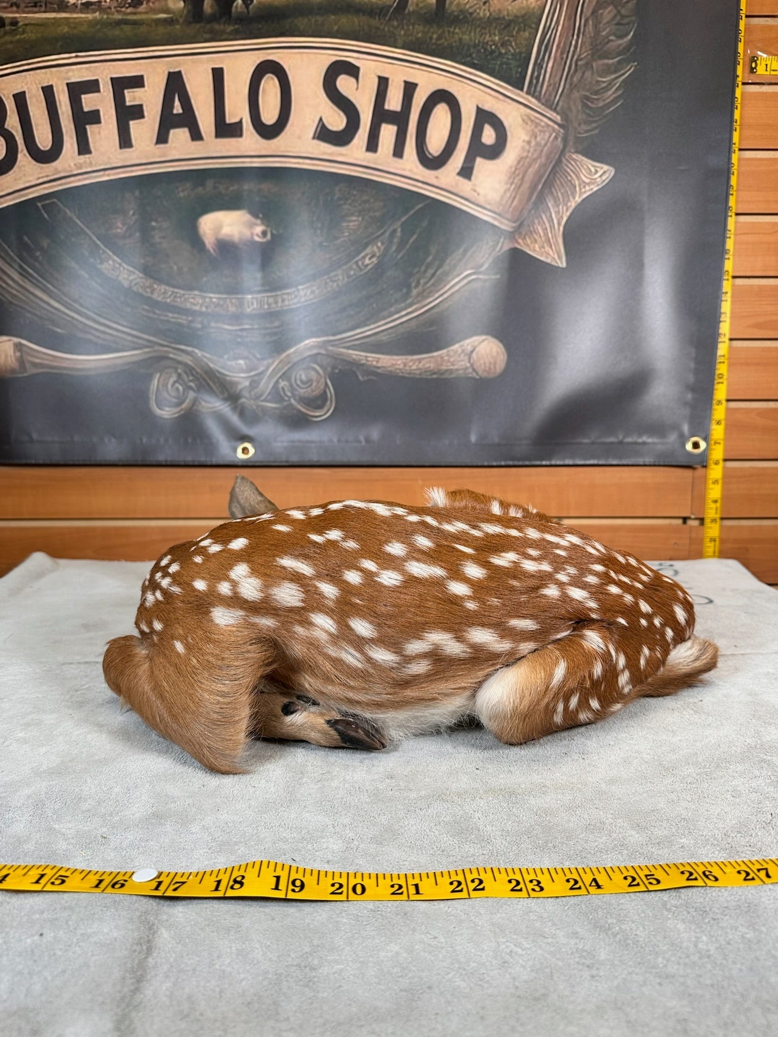 FHDEER5- Baby Deer Fawn tiny taxidermy mount