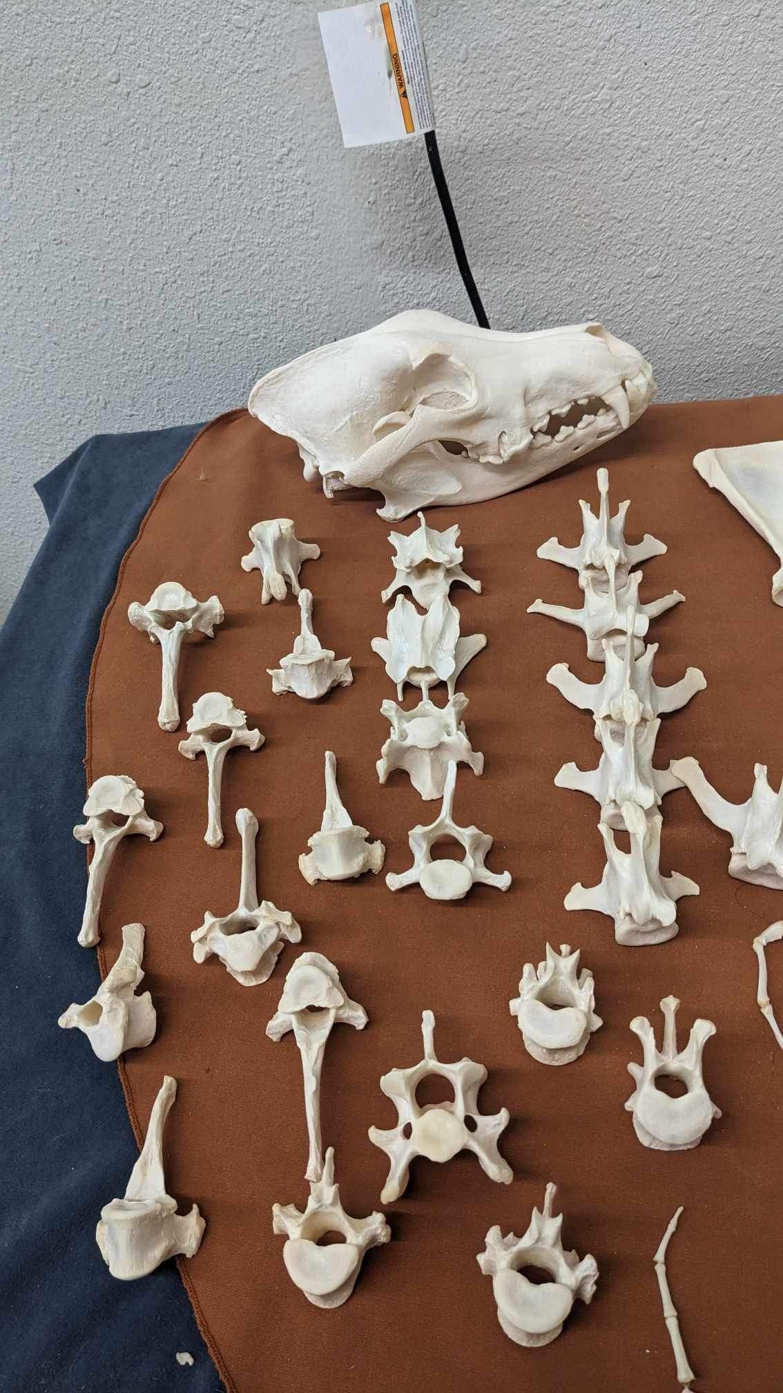 Alaskan Wolf full skeleton for articulating (professionally cleaned)