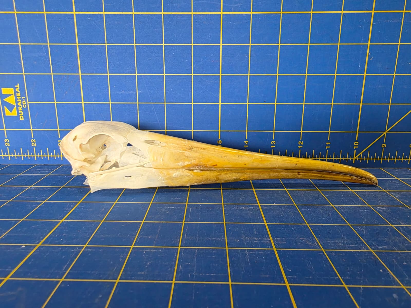 JTV202 - Real Yellow-billed stork Bird Skull Taxidermy