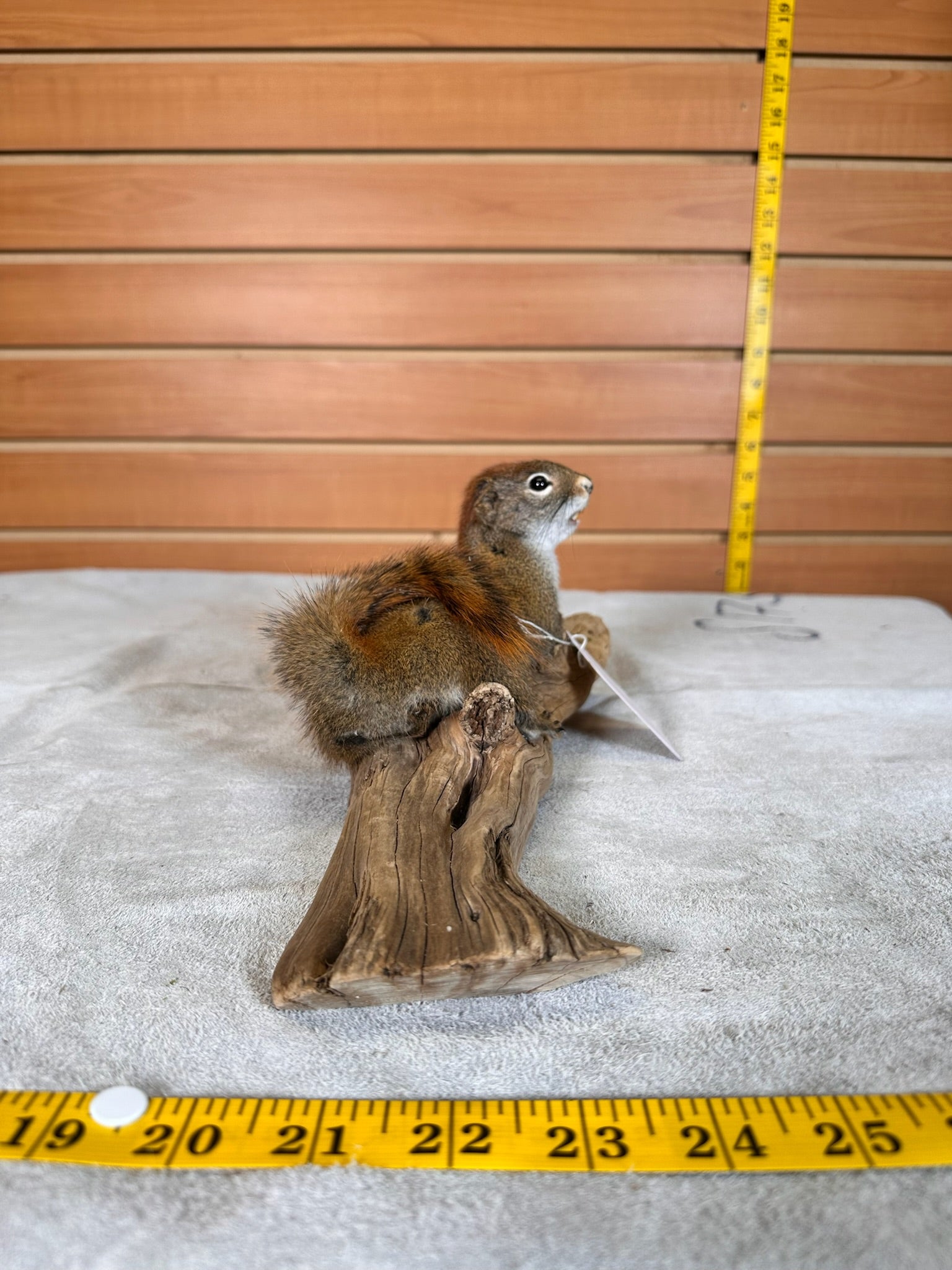 FHSQUIR30 - American Red Squirrel Taxidermy Mount