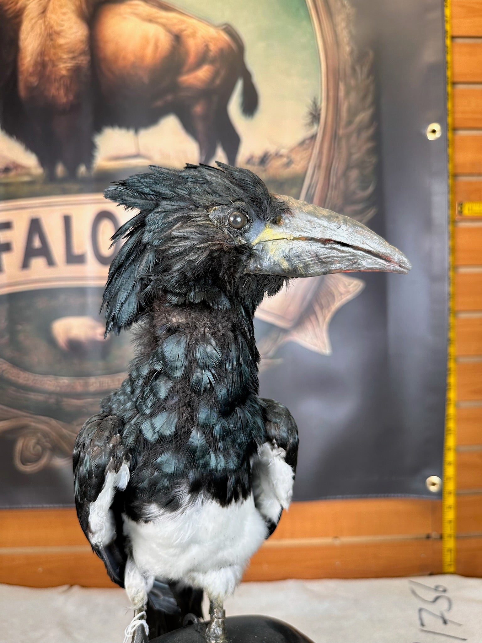 FHBIRD15- piping hornbill (Bycanistes fistulator) taxidermy mount