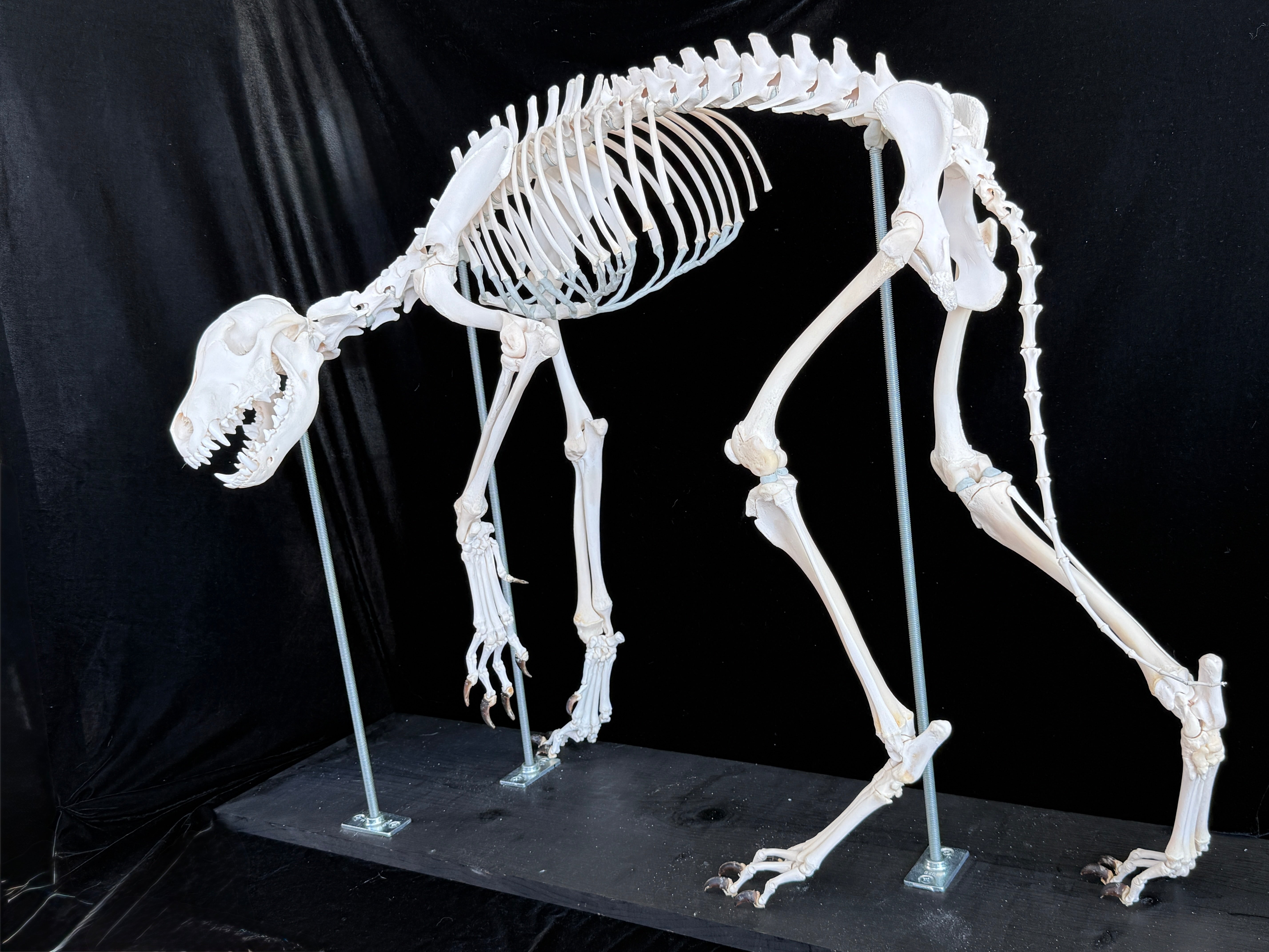 FHDA1 - Real Alaskan Wolf Articulated Skeleton taxidermy