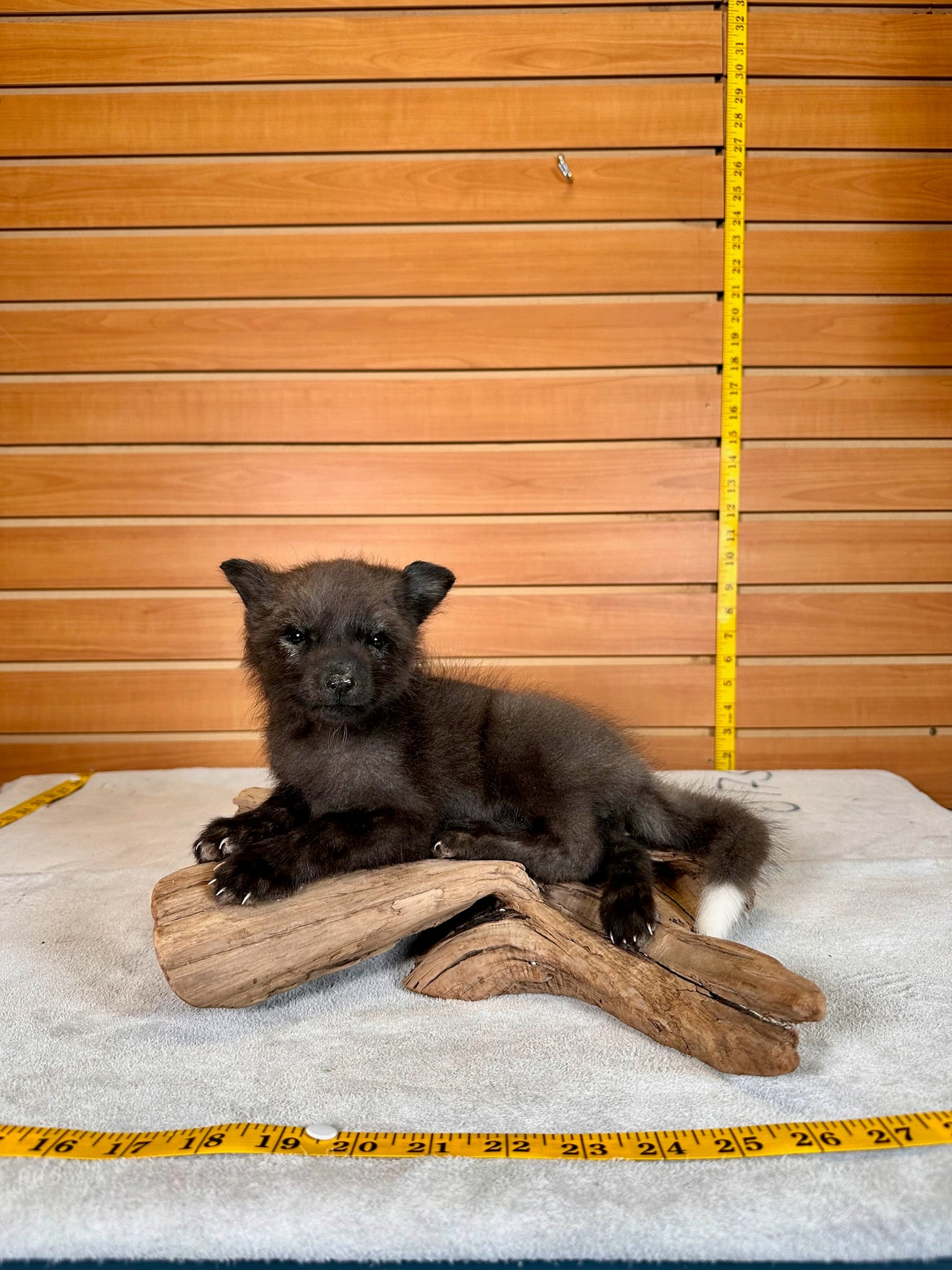 FHBFOX4- baby fox taxidermy mount
