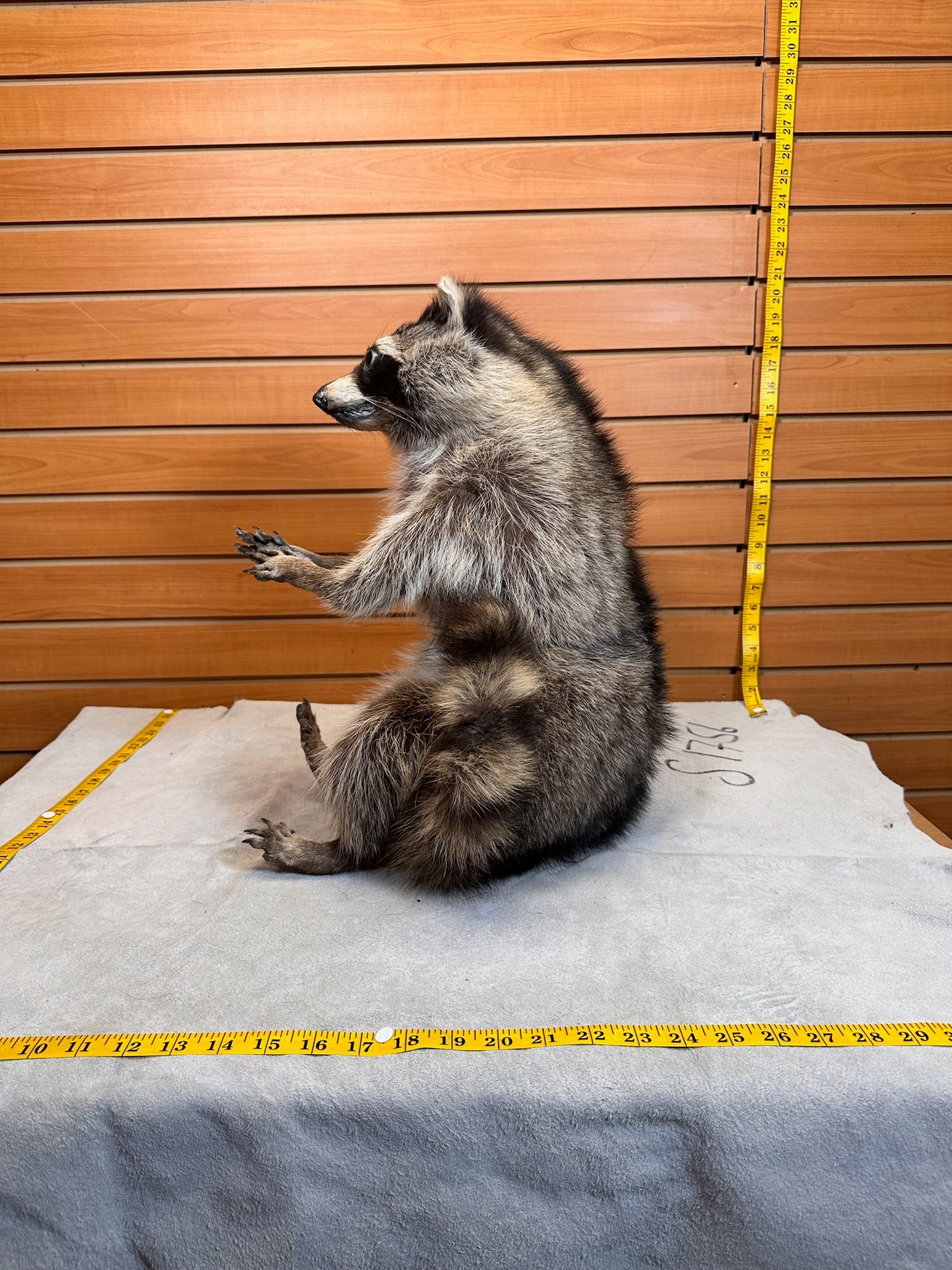FHCOON7- raccoon taxidermy mount