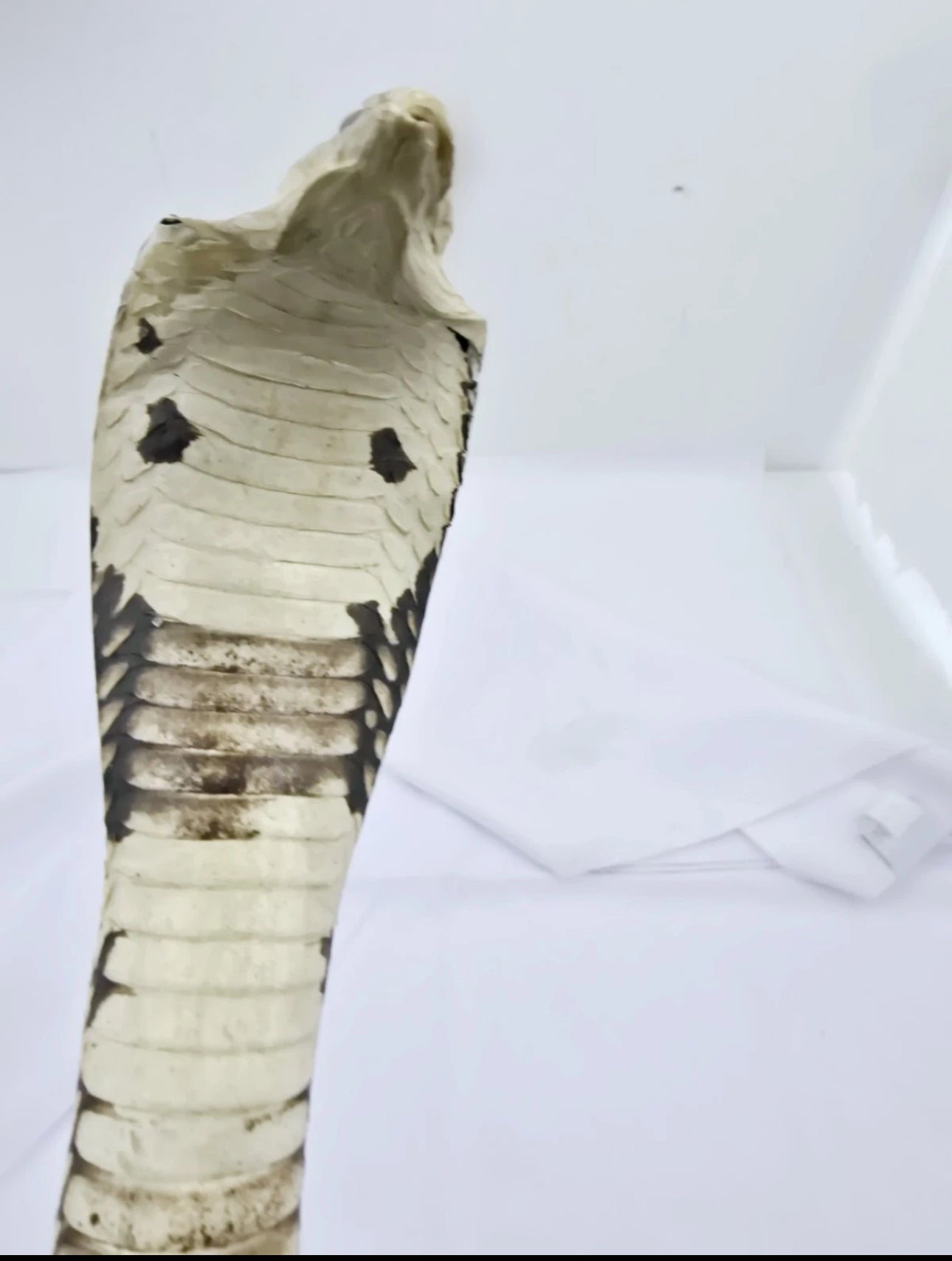 FHCOB0724 - 24” Real Cobra Taxidermy Snake Mount