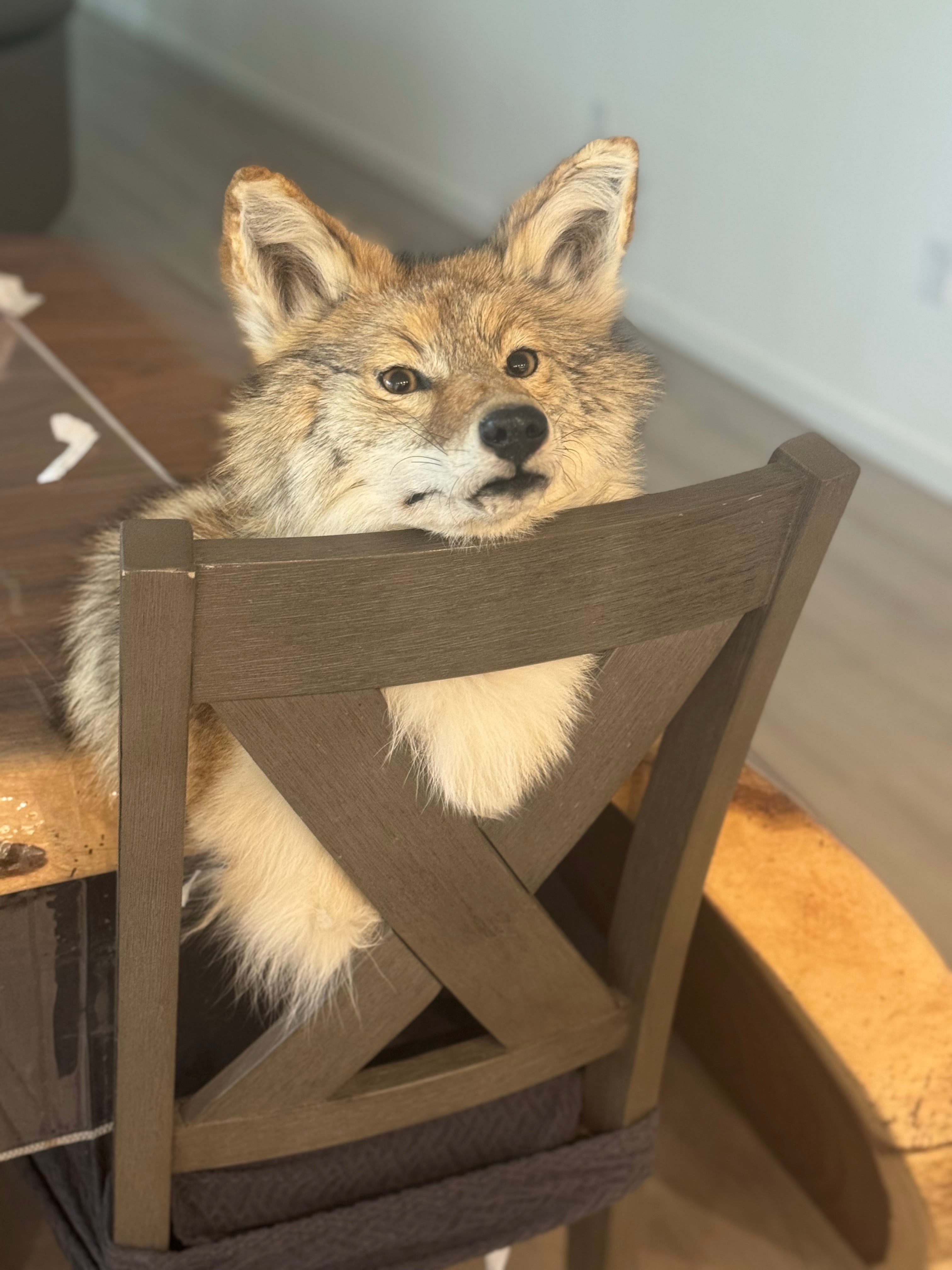 FHWA522 - Museum Quality coyote shoulder mount