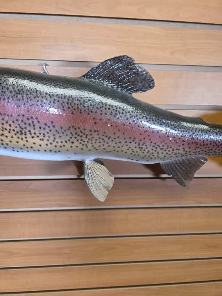 FHCM268 -29” Rainbow Trout Real Skin Fish Taxidermy