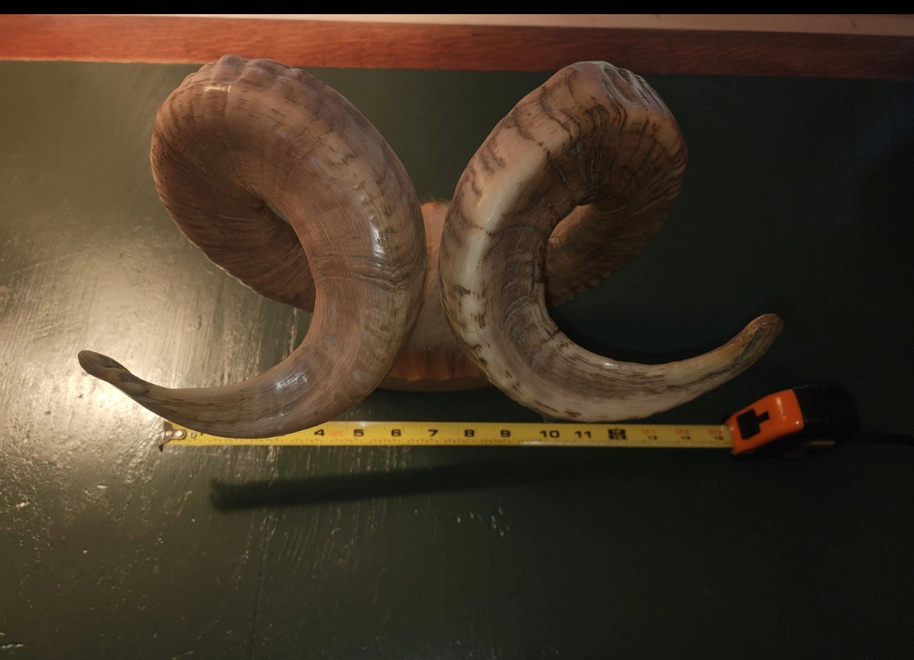 FH523 - Pair of authentic NATURAL RAMS HORNS MOUNTED.