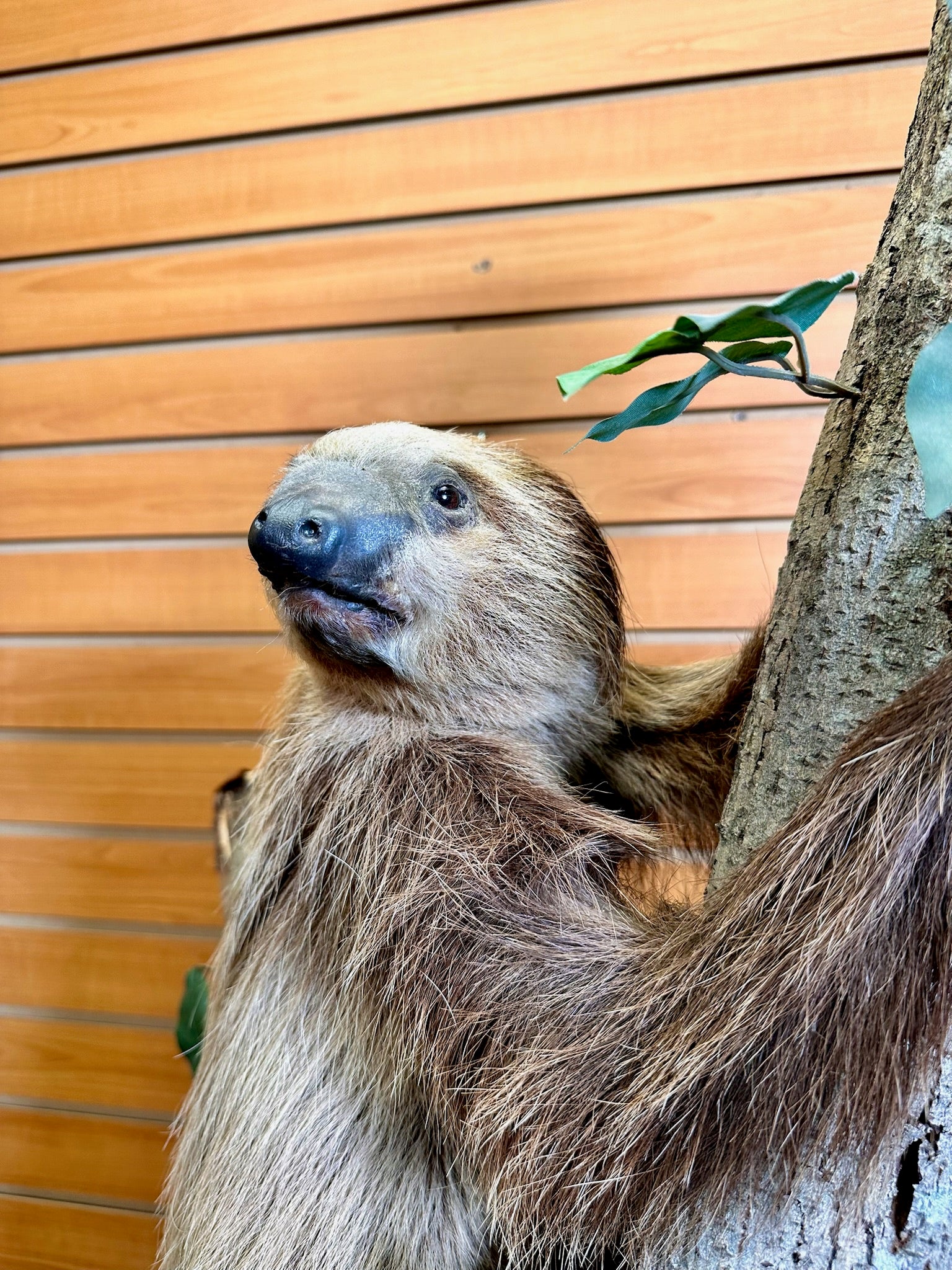 FH190-New Excellent Adult Sloth Taxidermy Mount Full Body