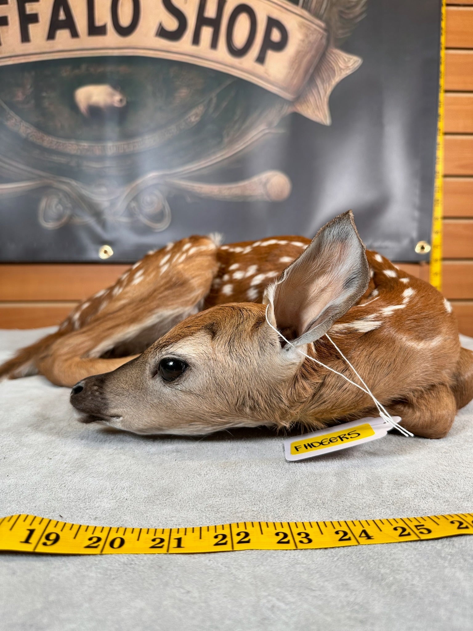 FHDEER5- Baby Deer Fawn tiny taxidermy mount