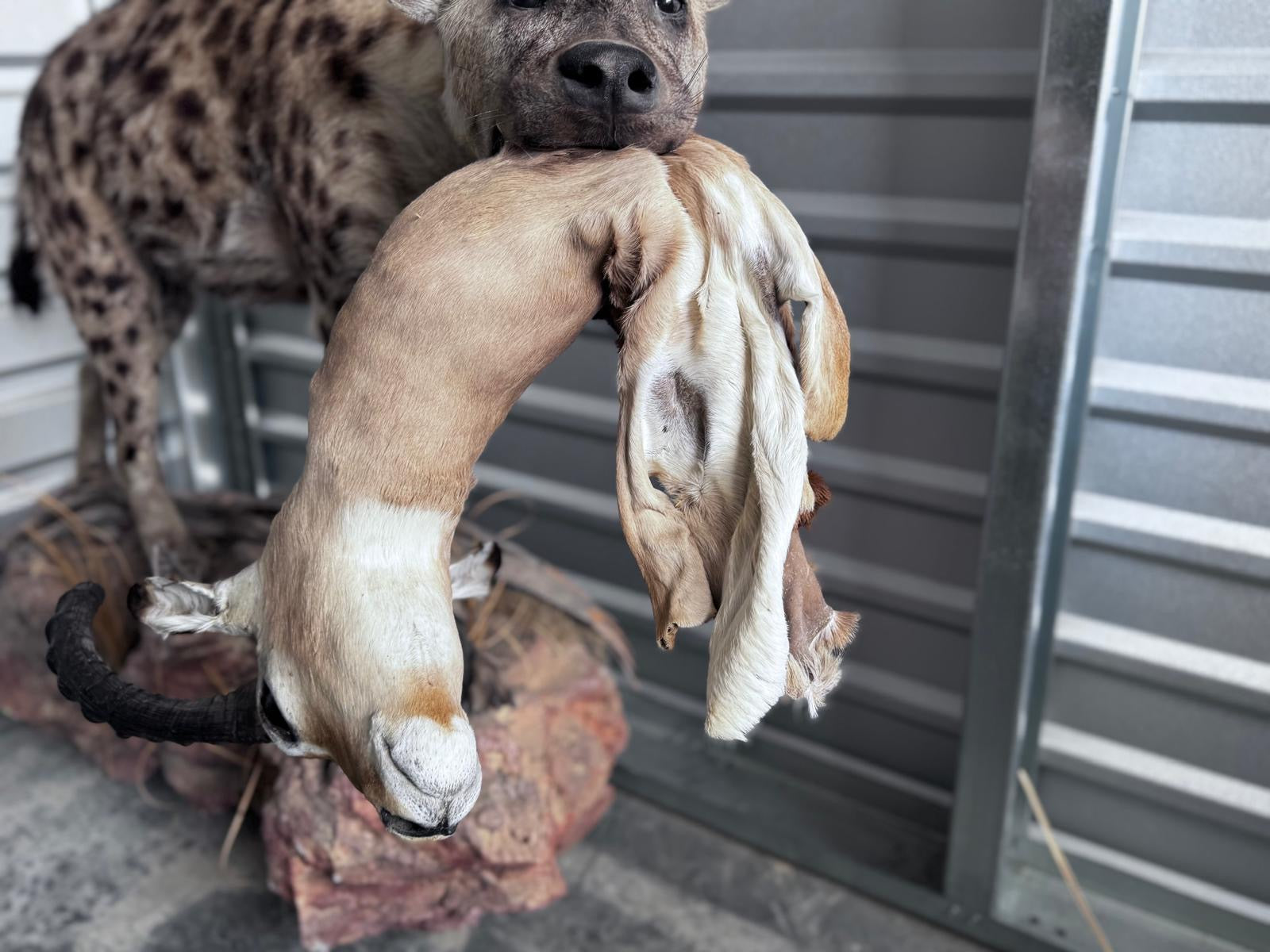 FH163-Spotted Hyena Life-Size Taxidermy African Safari With Prey