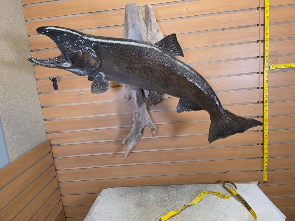 FHCM661 -38" King Salmon Real Skin Fish Taxidermy