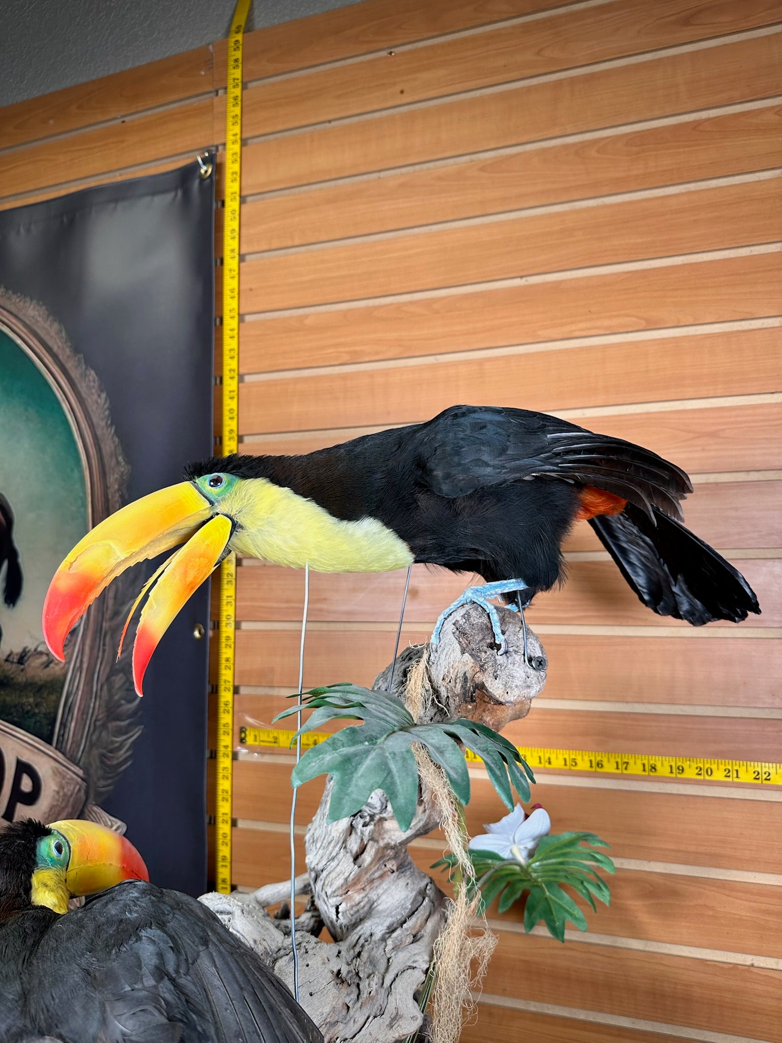 FH739-Keel billed toucans taxidermy mount - captive bred