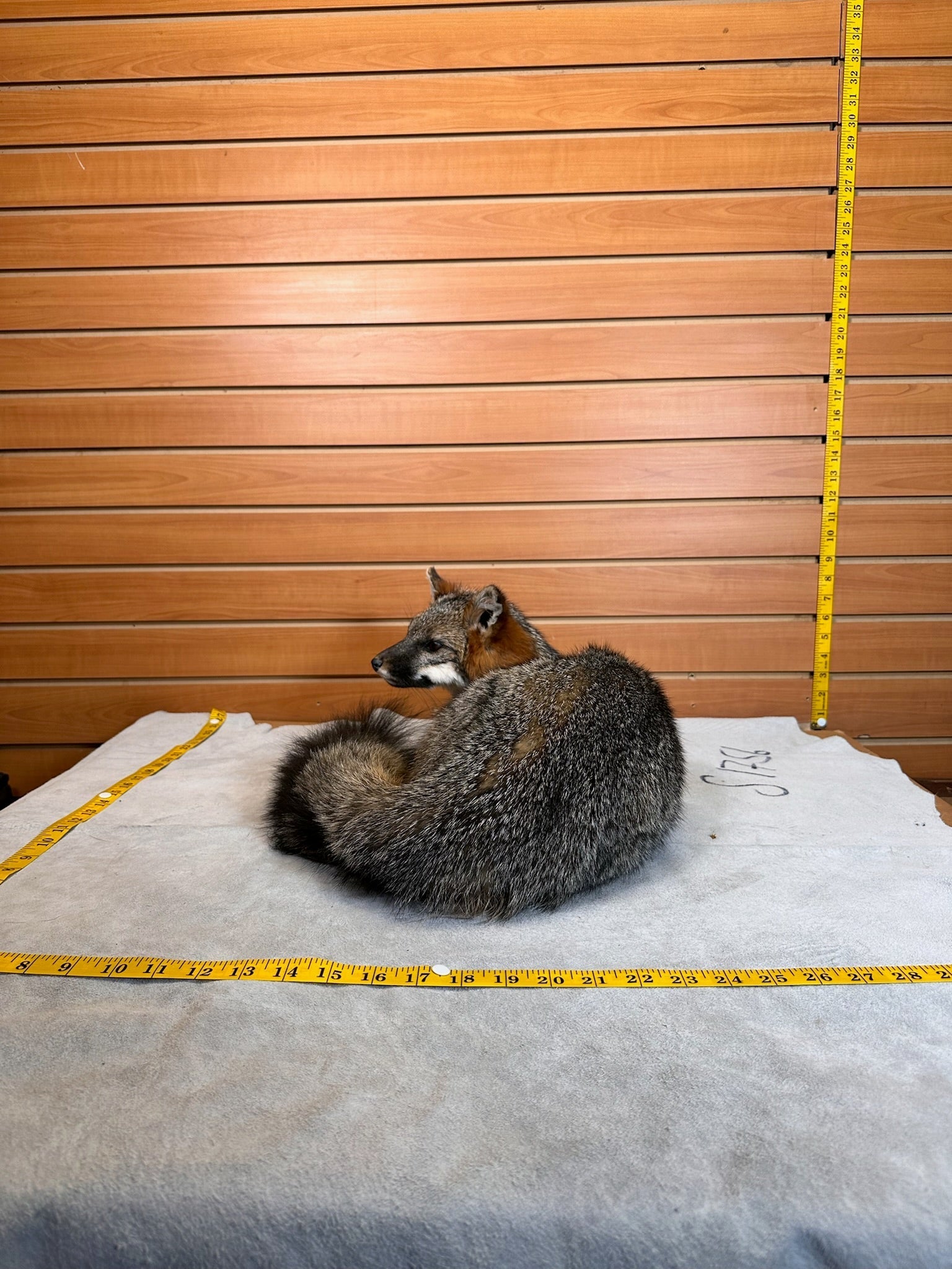 FH235-Grey Fox Taxidermy Full Body Mount Prime Fur