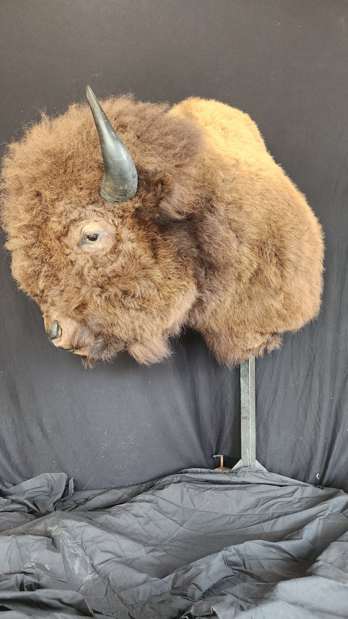 FHBRAD1 - XL Buffalo Taxidermy Shoulder mount Bull