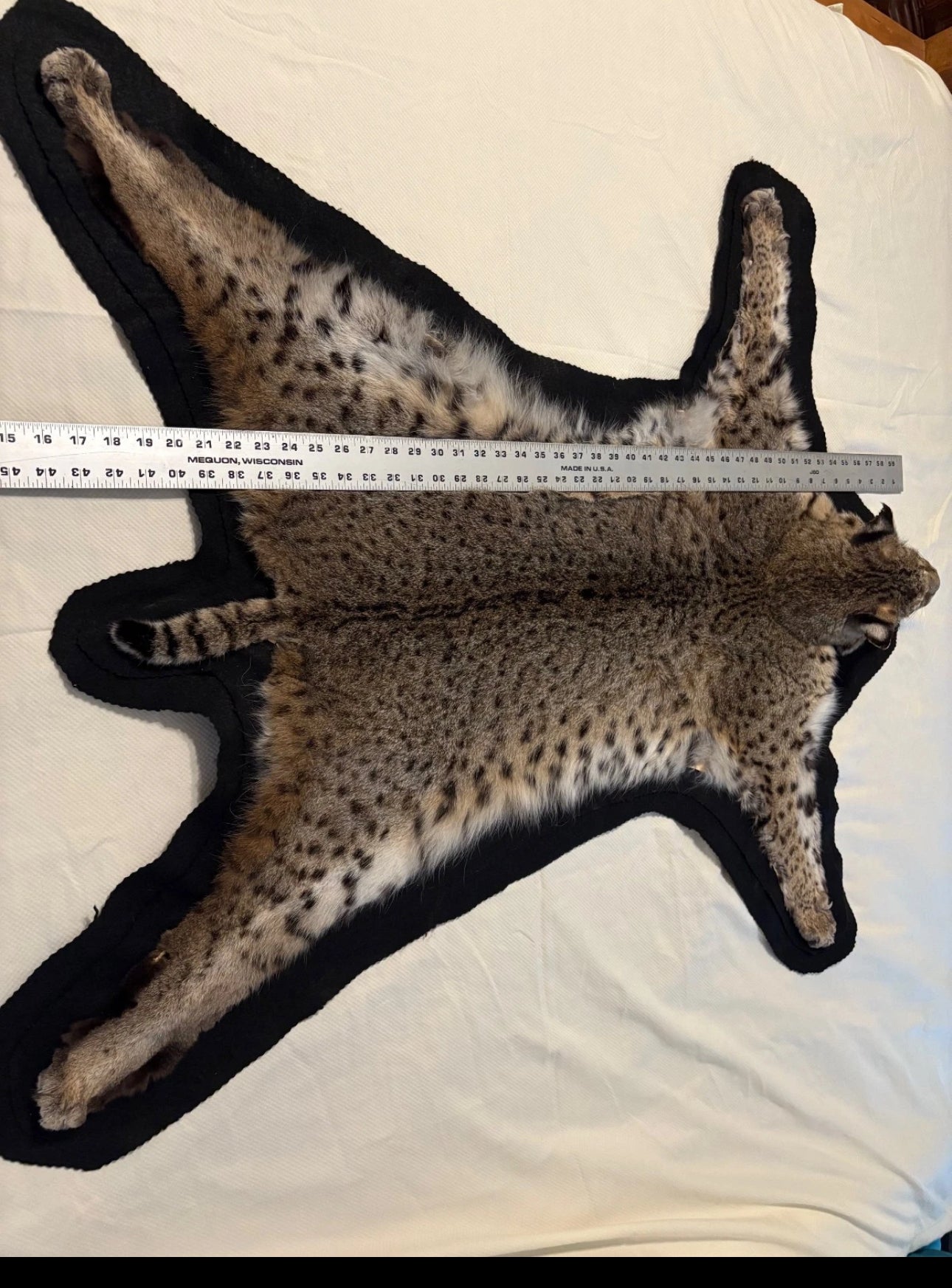 FH0710 - BOBCAT TAXIDERMY rug (Lynx rufus)