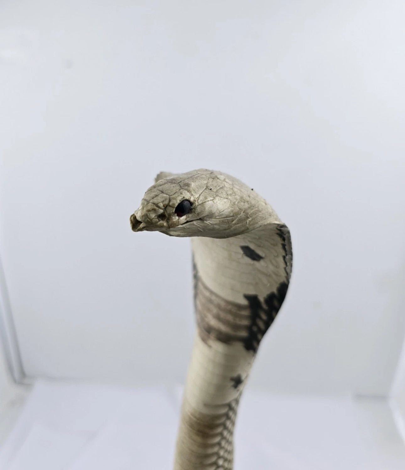 FHCOB0724 - 24” Real Cobra Taxidermy Snake Mount
