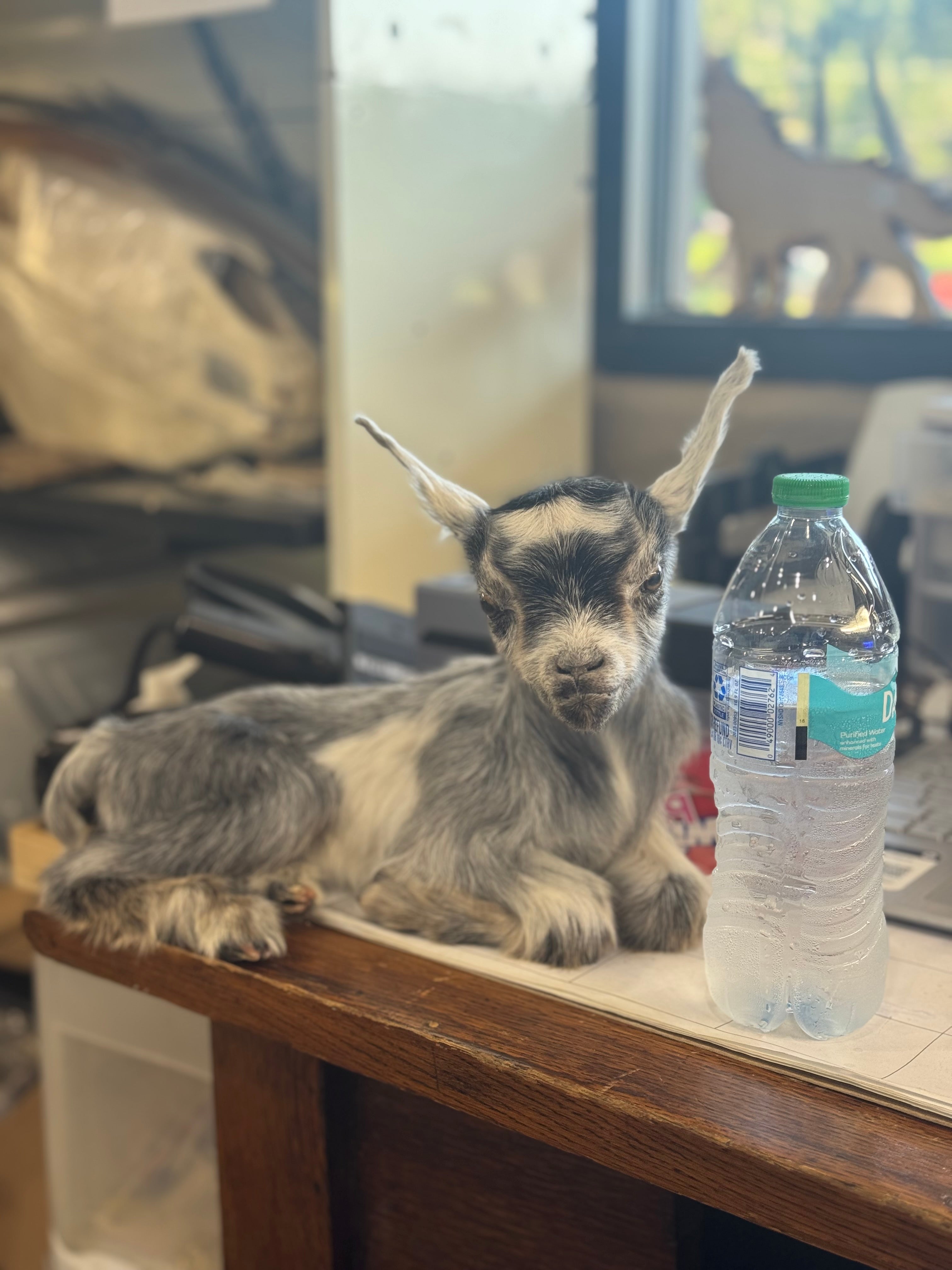 FHGOAT16- Baby goat tiny taxidermy mount free standing