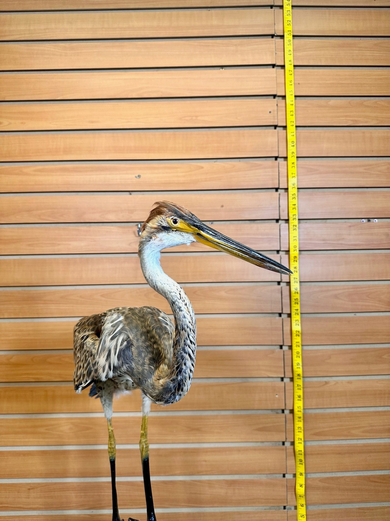 FH232- Purple Heron taxidermy mount
