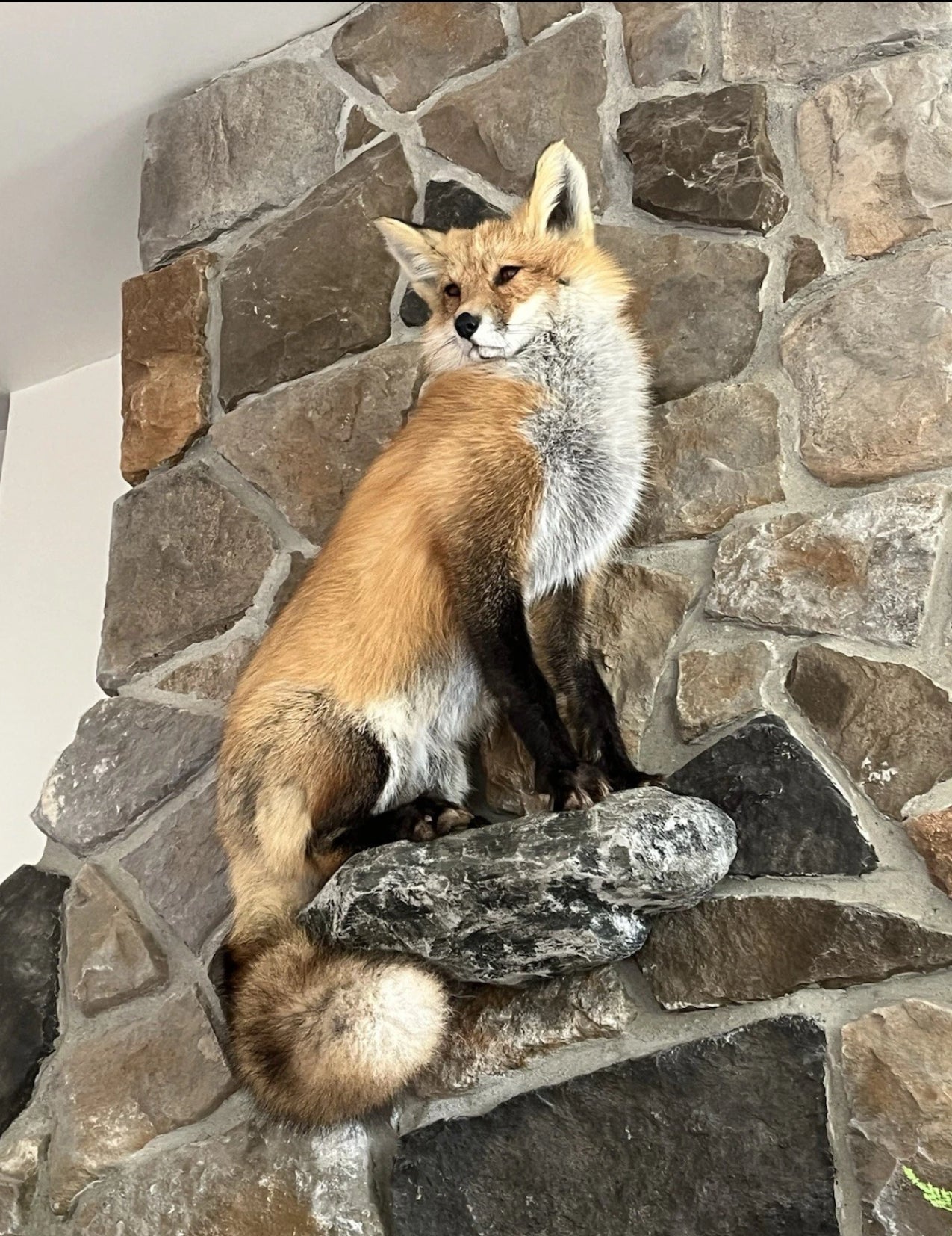FHWA0705-Red Fox Taxidermy Full Body Mount Cabin Camp Man Cave