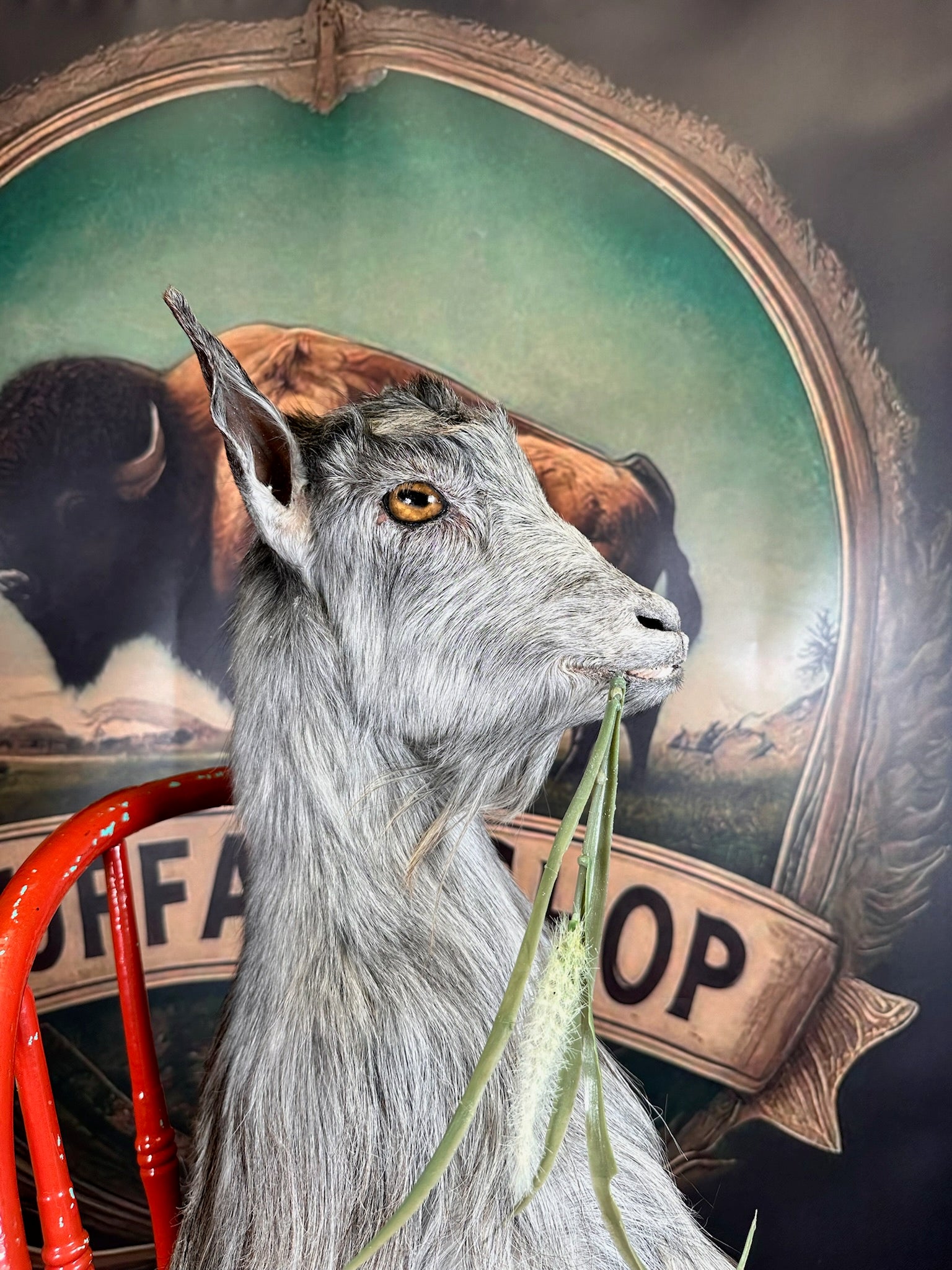 FHGOAT63- beautiful goat taxidermy mount sitting on chair