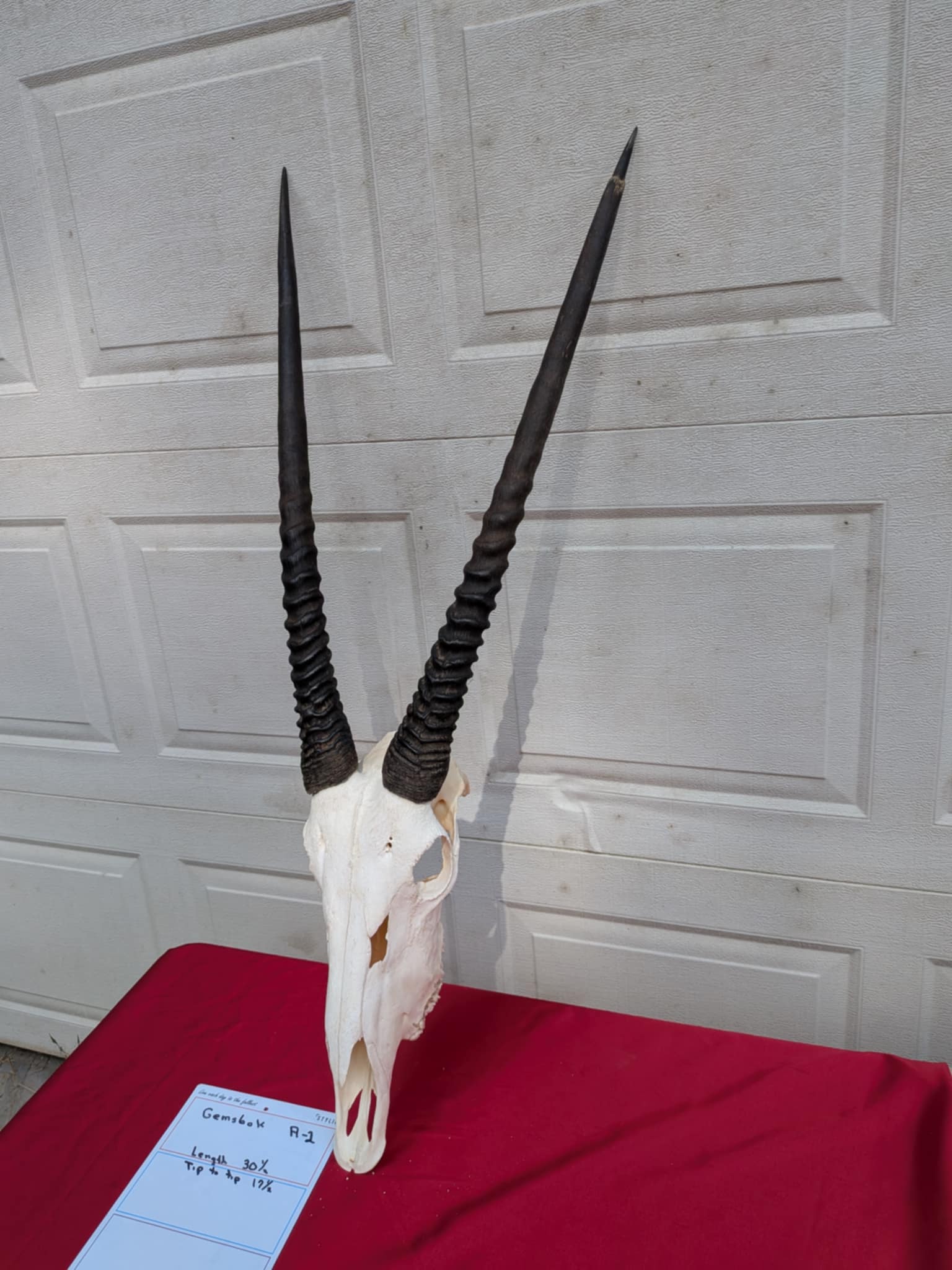 FHPATR2 - gemsbok real skull taxidermy mount