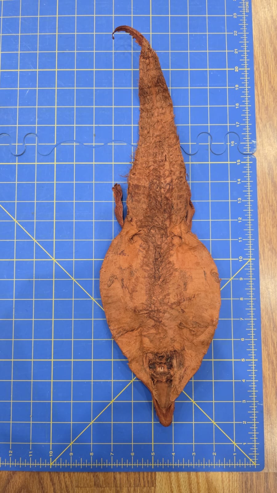 Jvn7 - Dyed Alligator Skin Pelt Leather