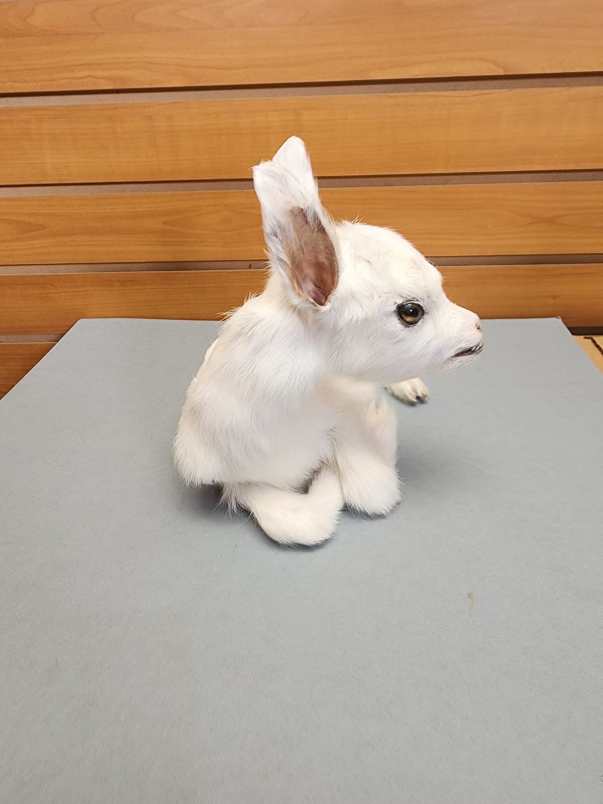 FHGOAT17 - Baby goat tiny taxidermy mount free standing