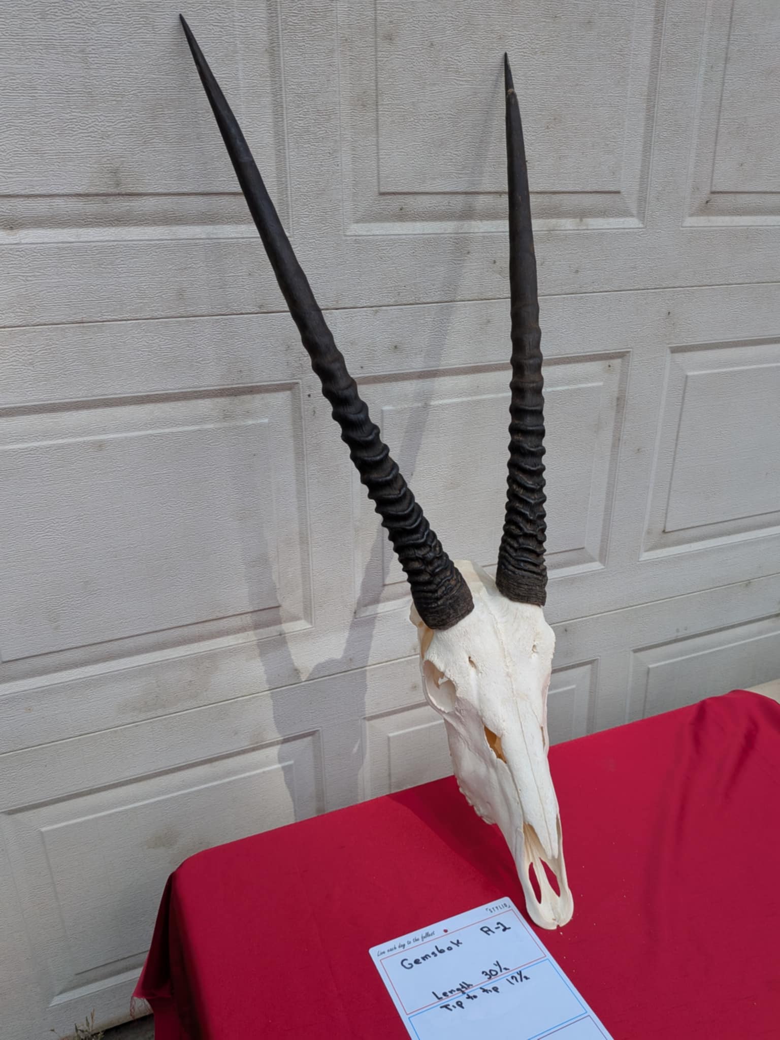 FHPATR2 - gemsbok real skull taxidermy mount