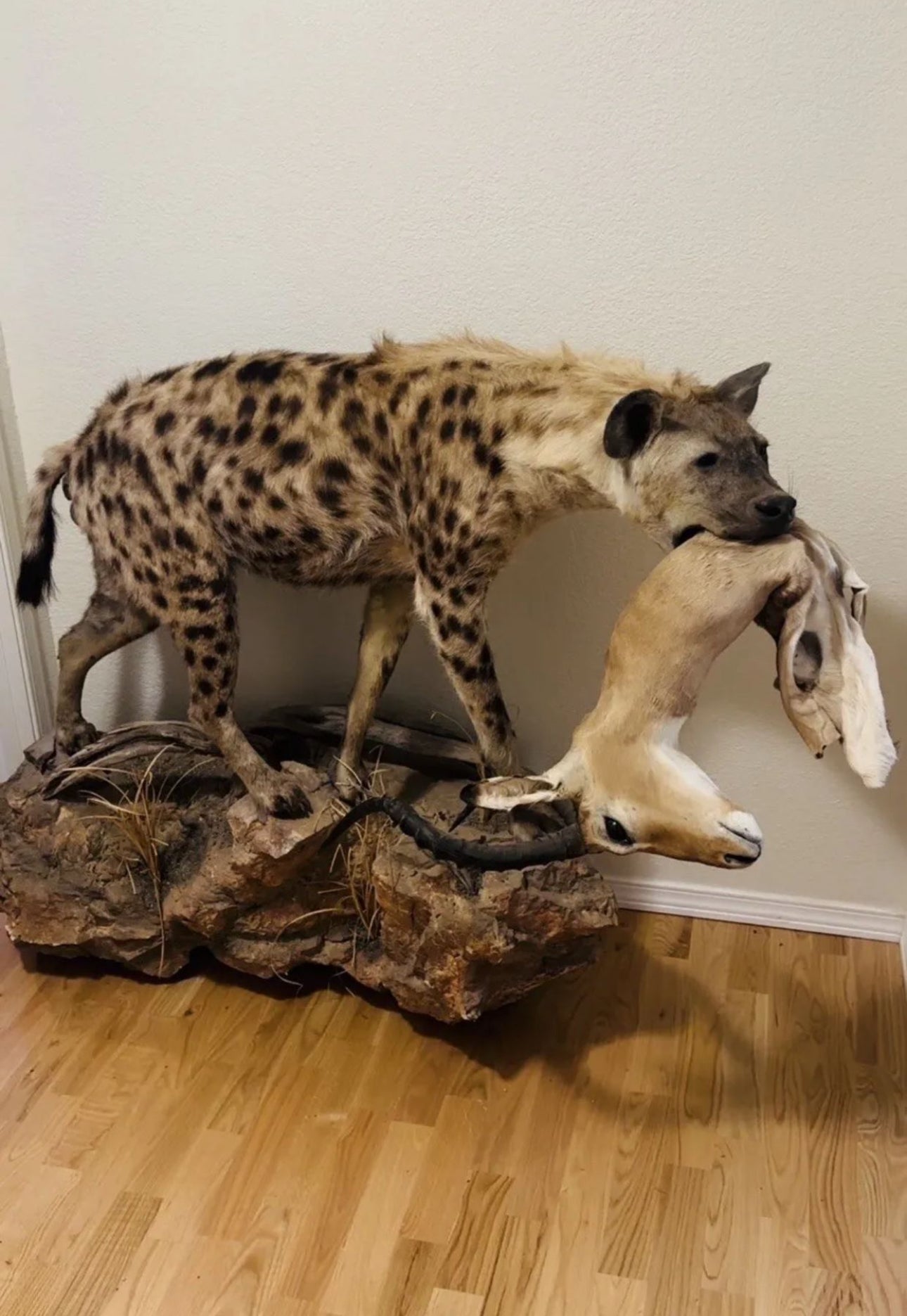 FH163-Spotted Hyena Life-Size Taxidermy African Safari With Prey