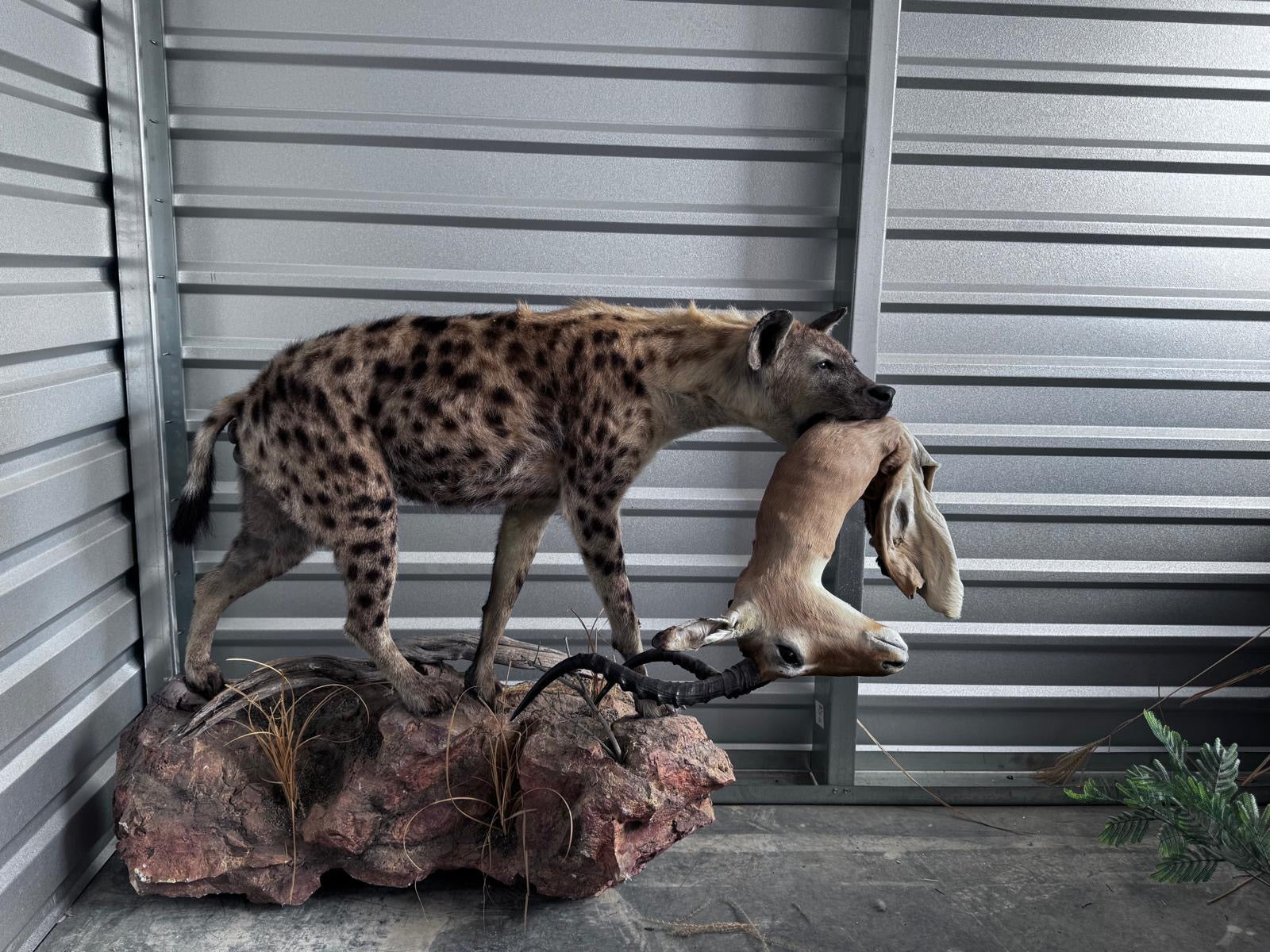 FH163-Spotted Hyena Life-Size Taxidermy African Safari With Prey