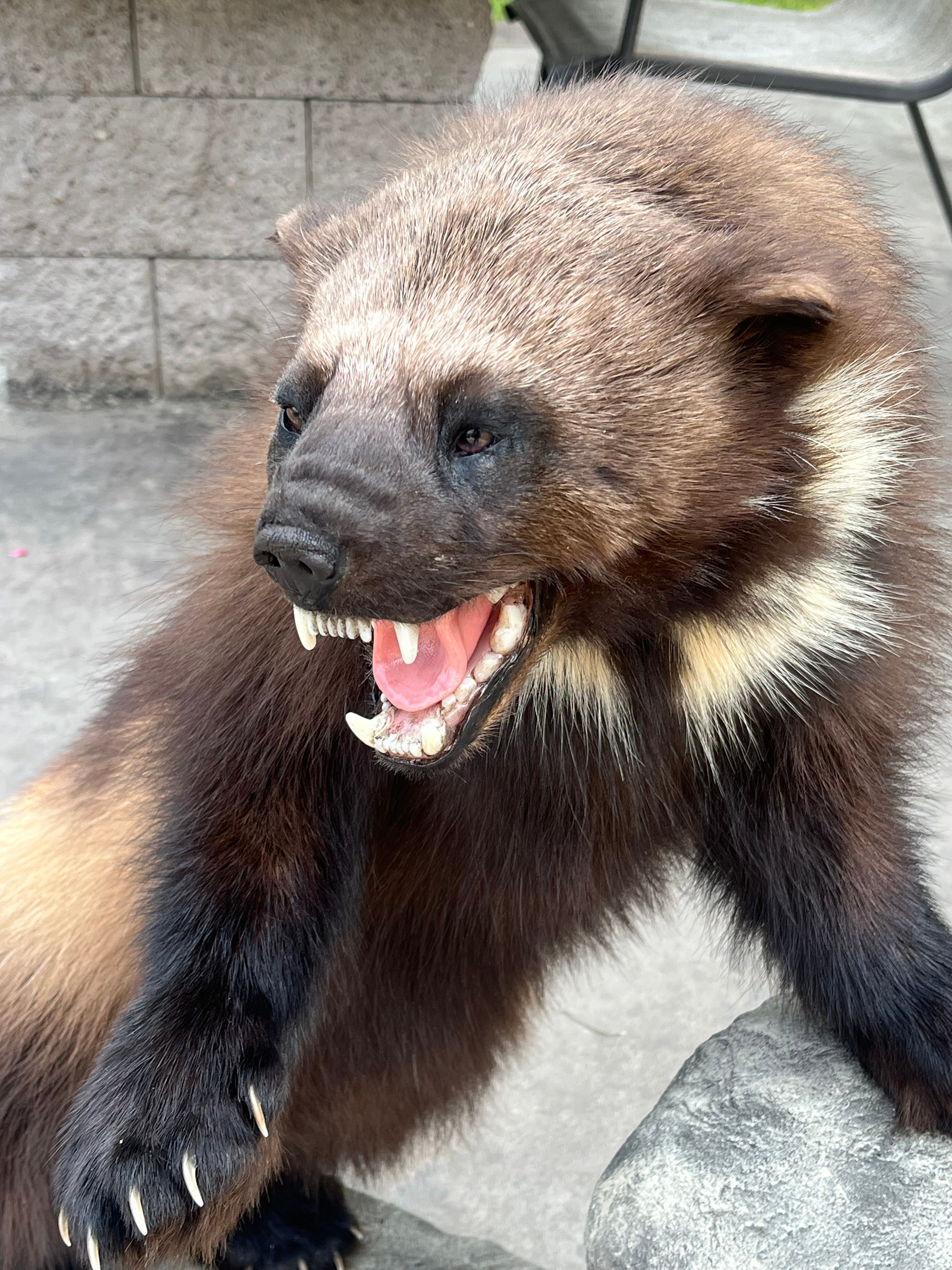 FHWL177 - Beautiful Aggressive Alaskan Wolverine Prime Fur Taxidermy Mount