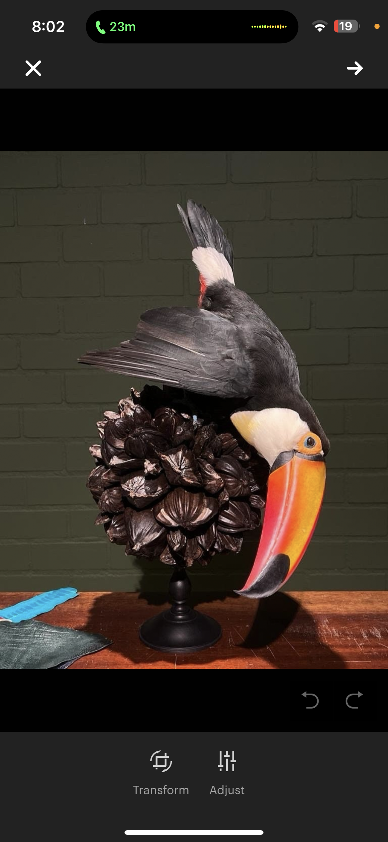 Museum Quality Real Toco Toucan Taxidermy Mount Beautiful Colors