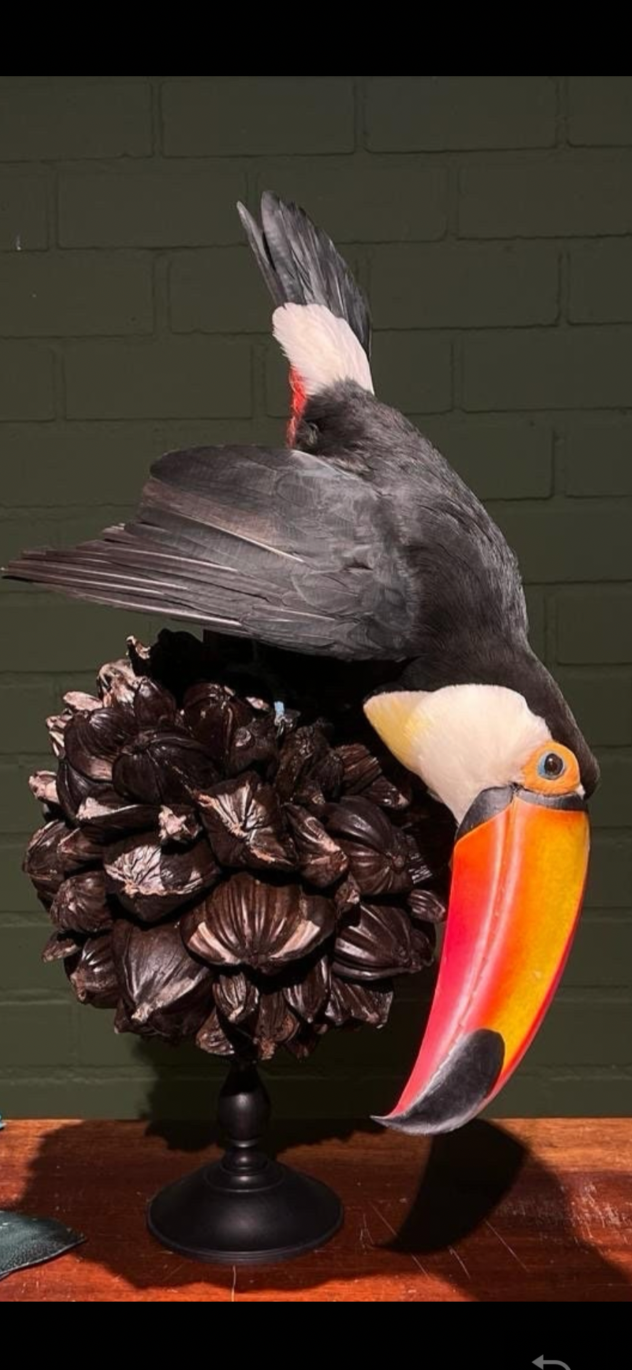 Museum Quality Real Toco Toucan Taxidermy Mount Beautiful Colors