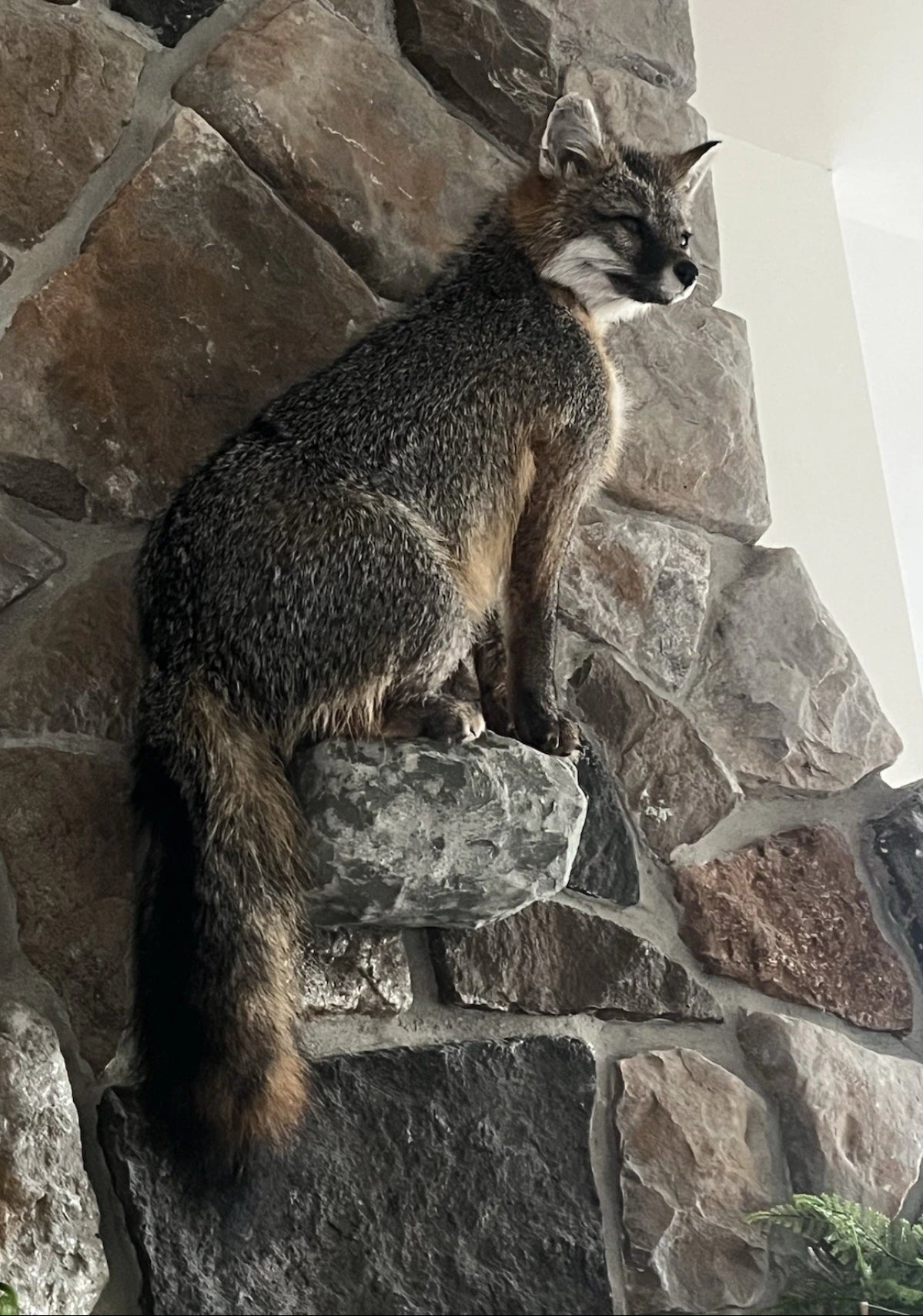 FHWA0901-Grey Fox Taxidermy Full Body Mount Cabin Camp Man Cave