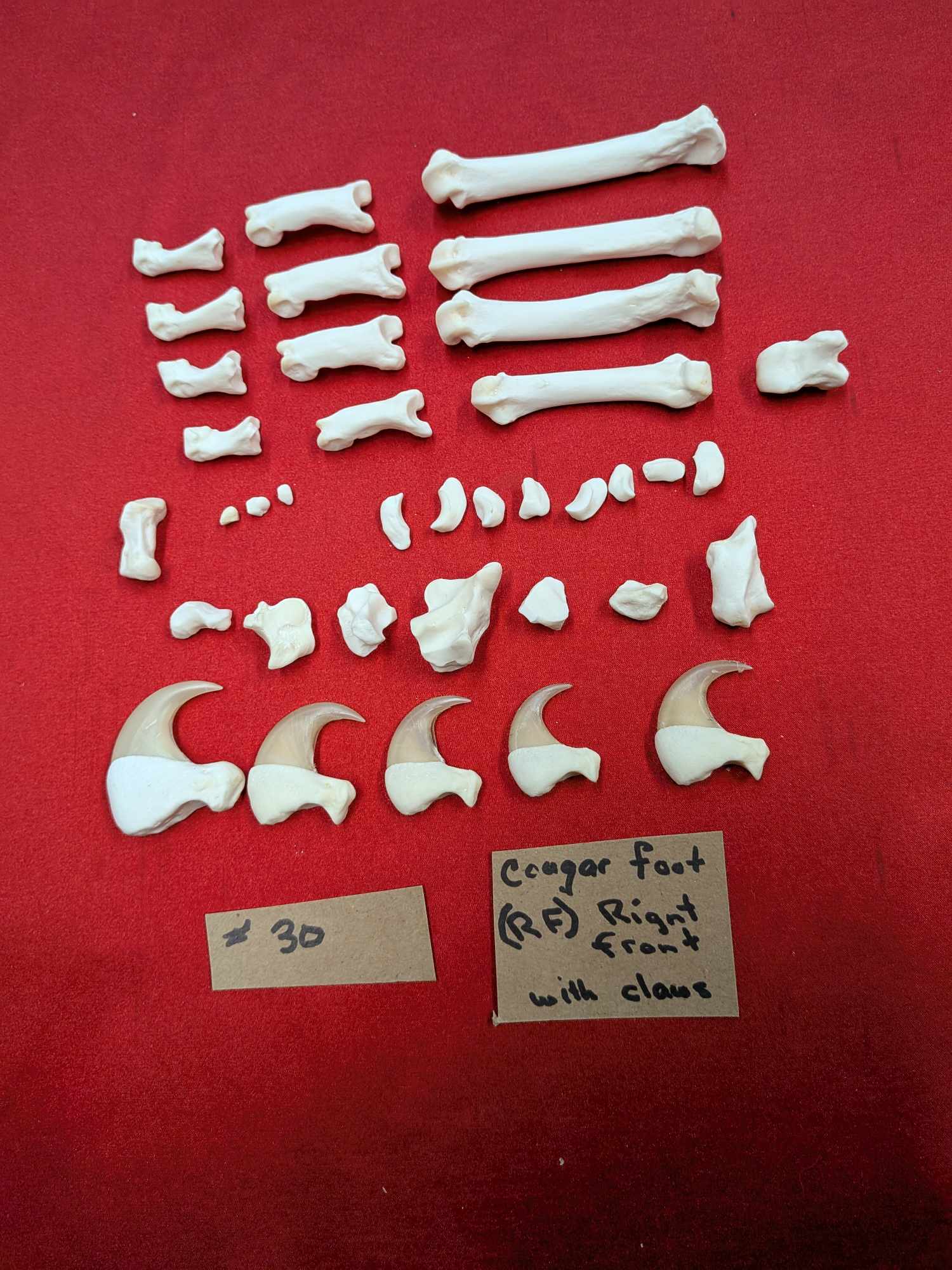 FHPAT556 - Black bear and Cougar paw full skeleton