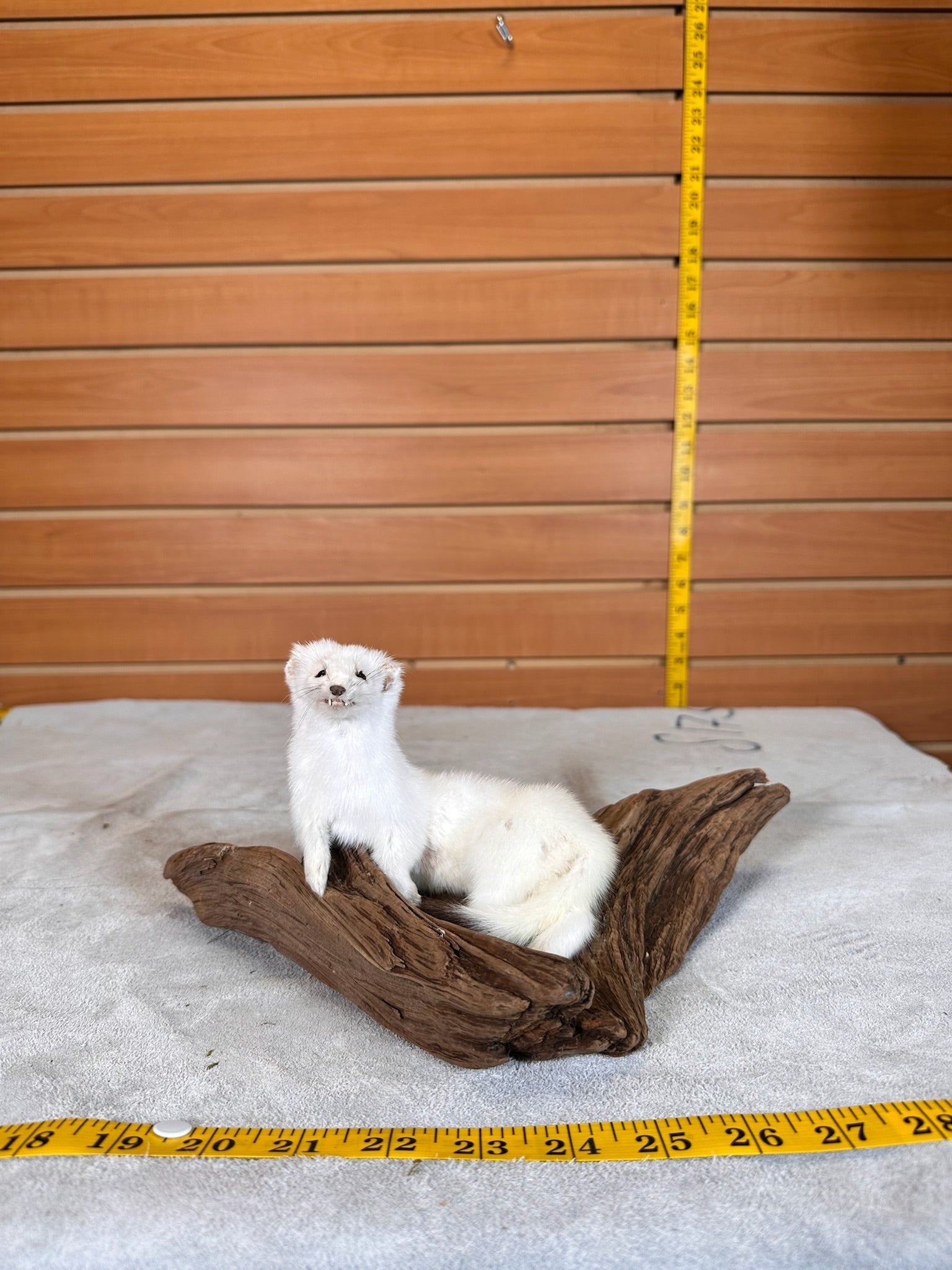 FHWEAS30 - Beautiful Adorable Weasel Ermine Small Animal Taxidermy