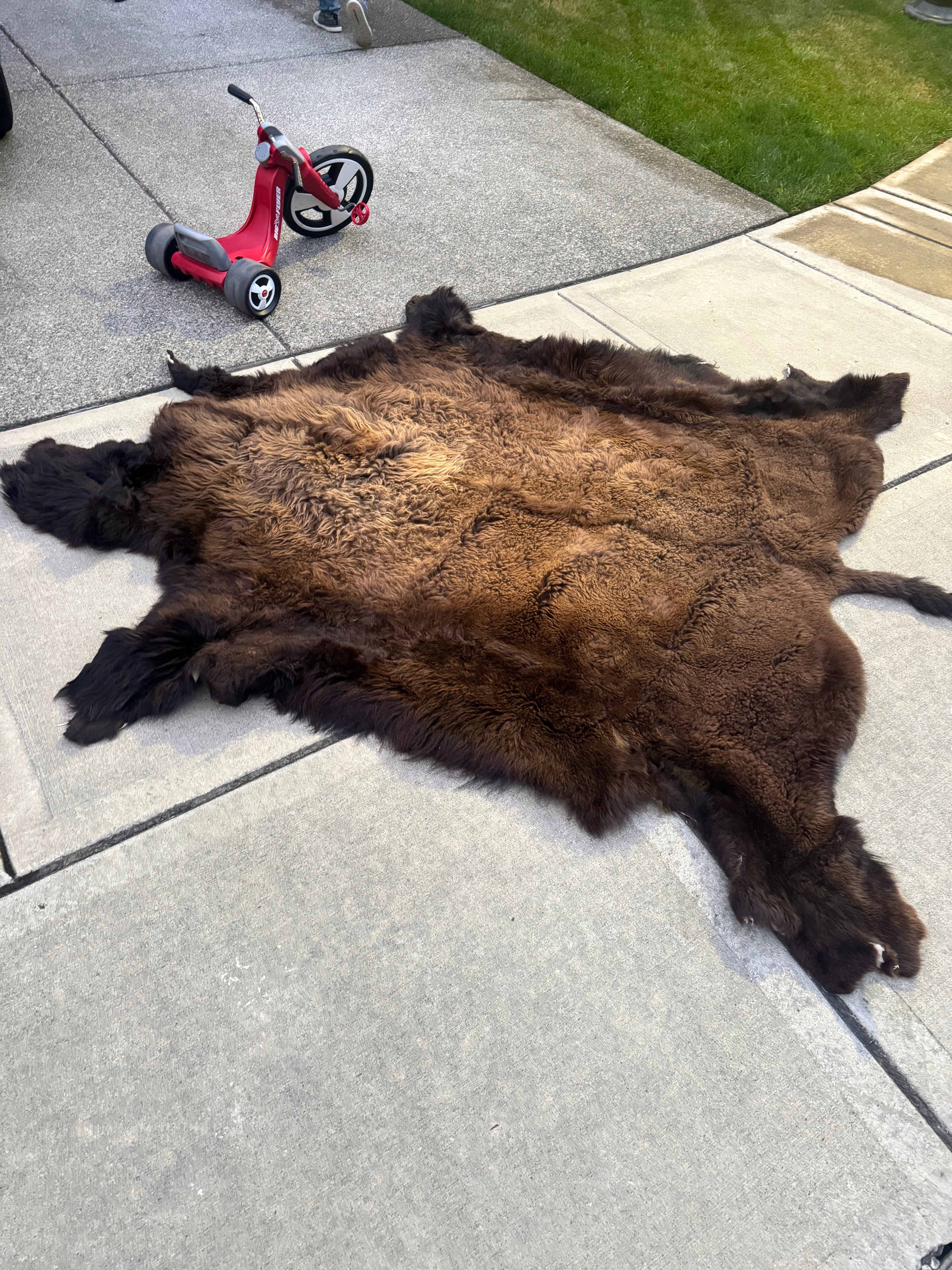 FHWA556 - XXL premium Prime Real Buffalo / Bison Fresh Taxidermy Rug Hide