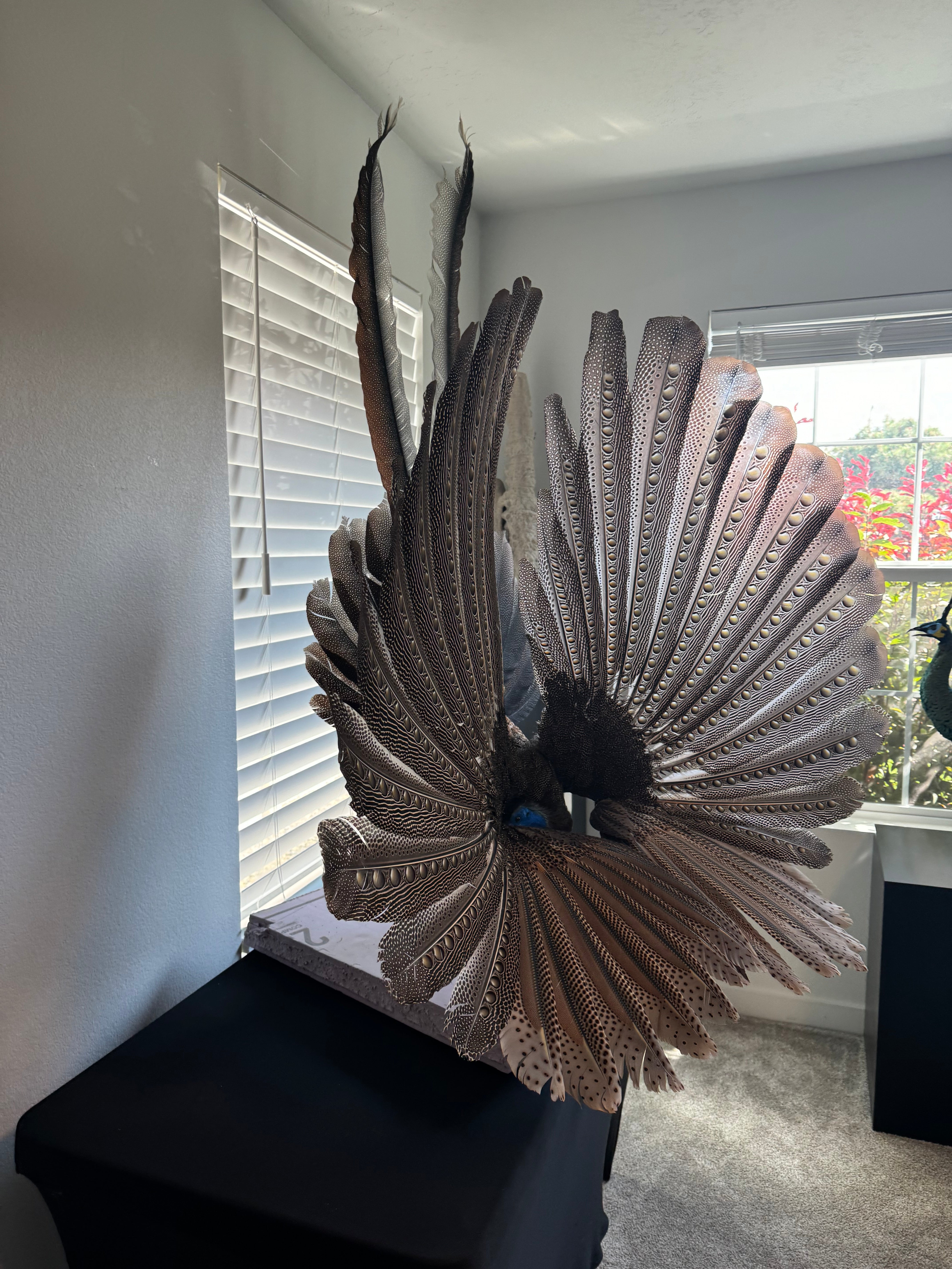 FHKY2 - Museum Quality Male Argus pheasant taxidermy mount